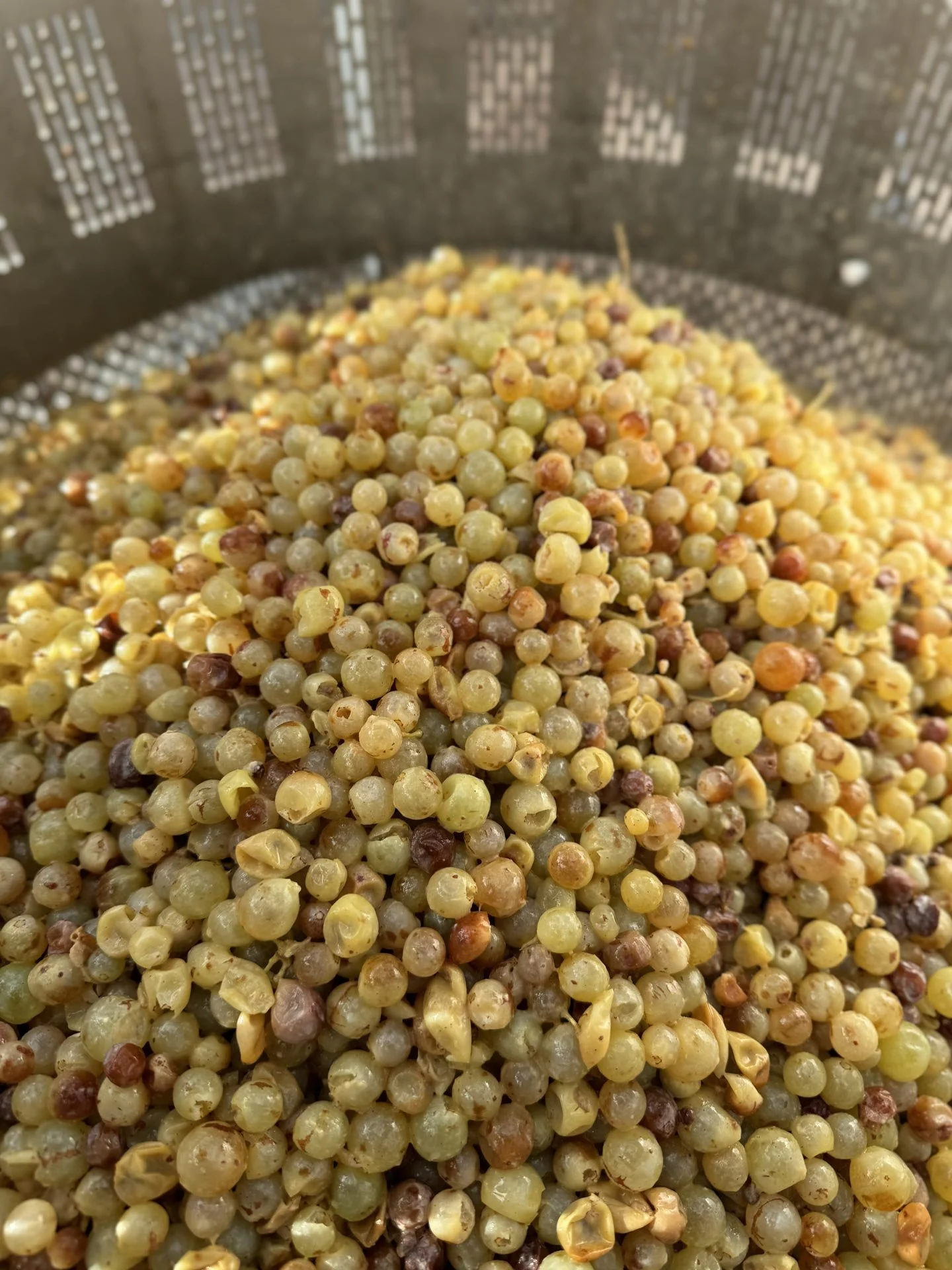 Ferment-1.jpg