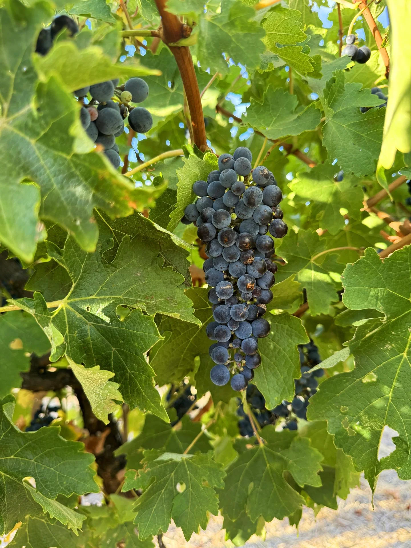Fruit-2.jpg