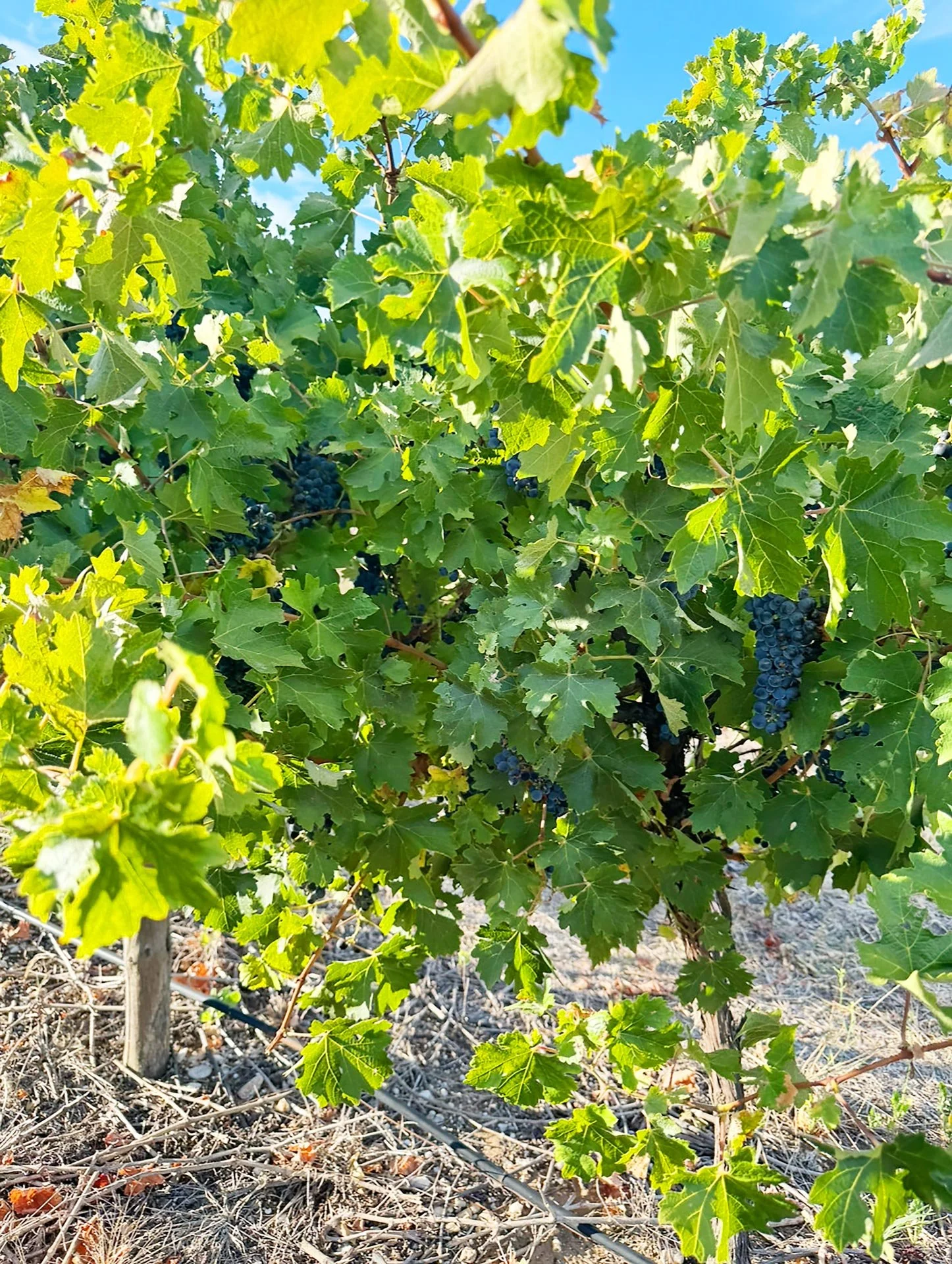 Vine-2.jpg