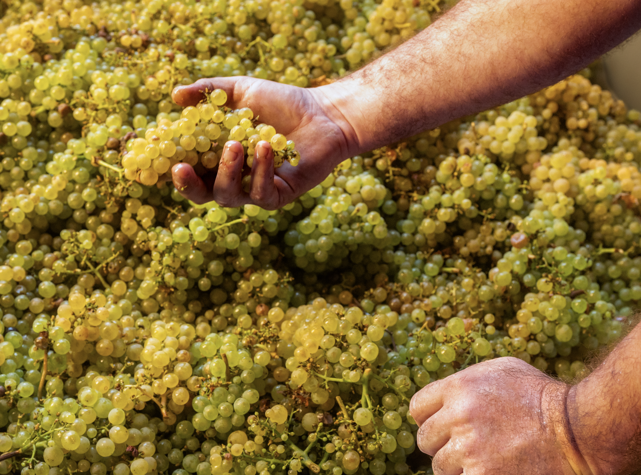 Château de Verreux: A New Chapter in Arbois