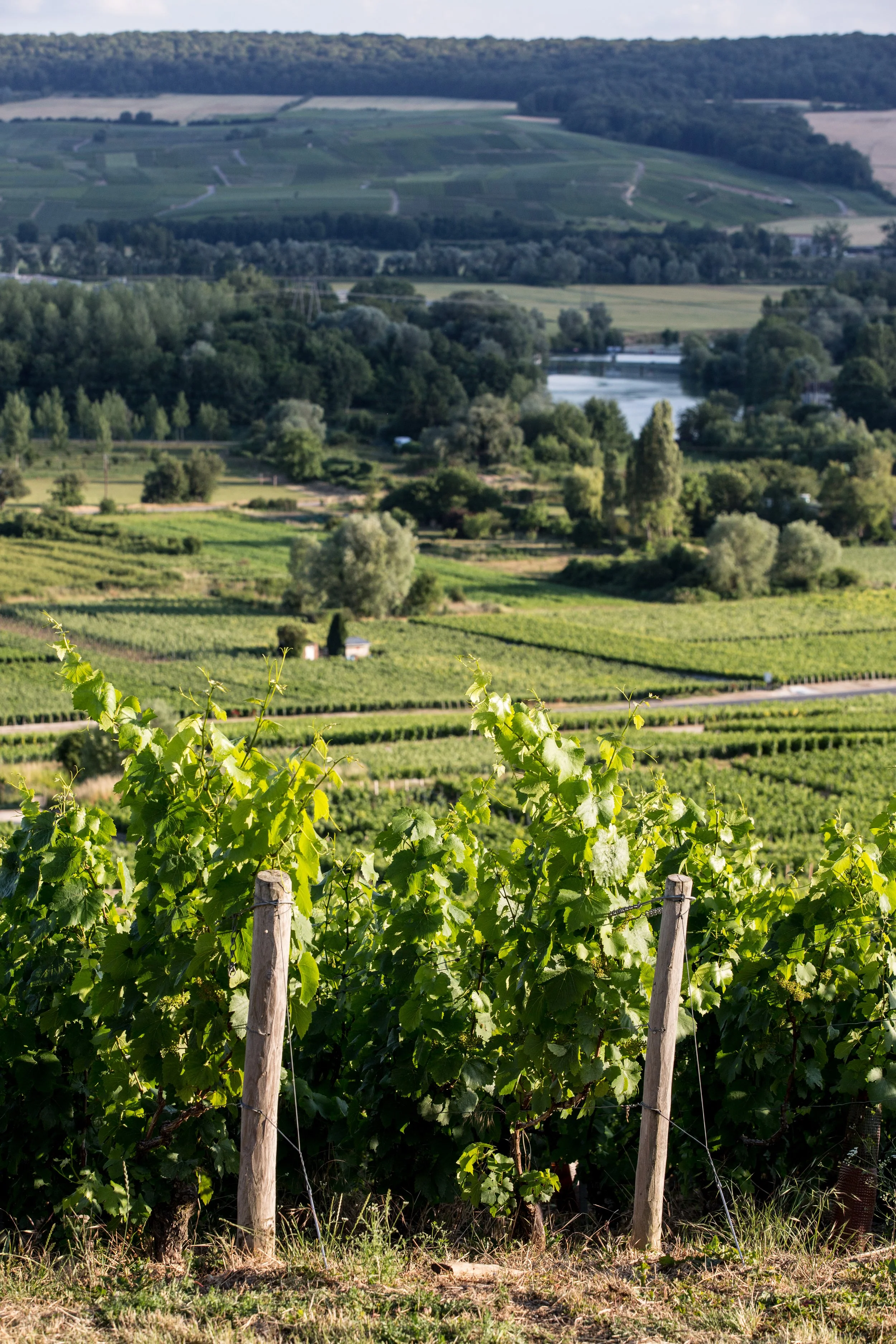 Paysage Vignoble - Copyright Studio Cabrelli (14).jpg