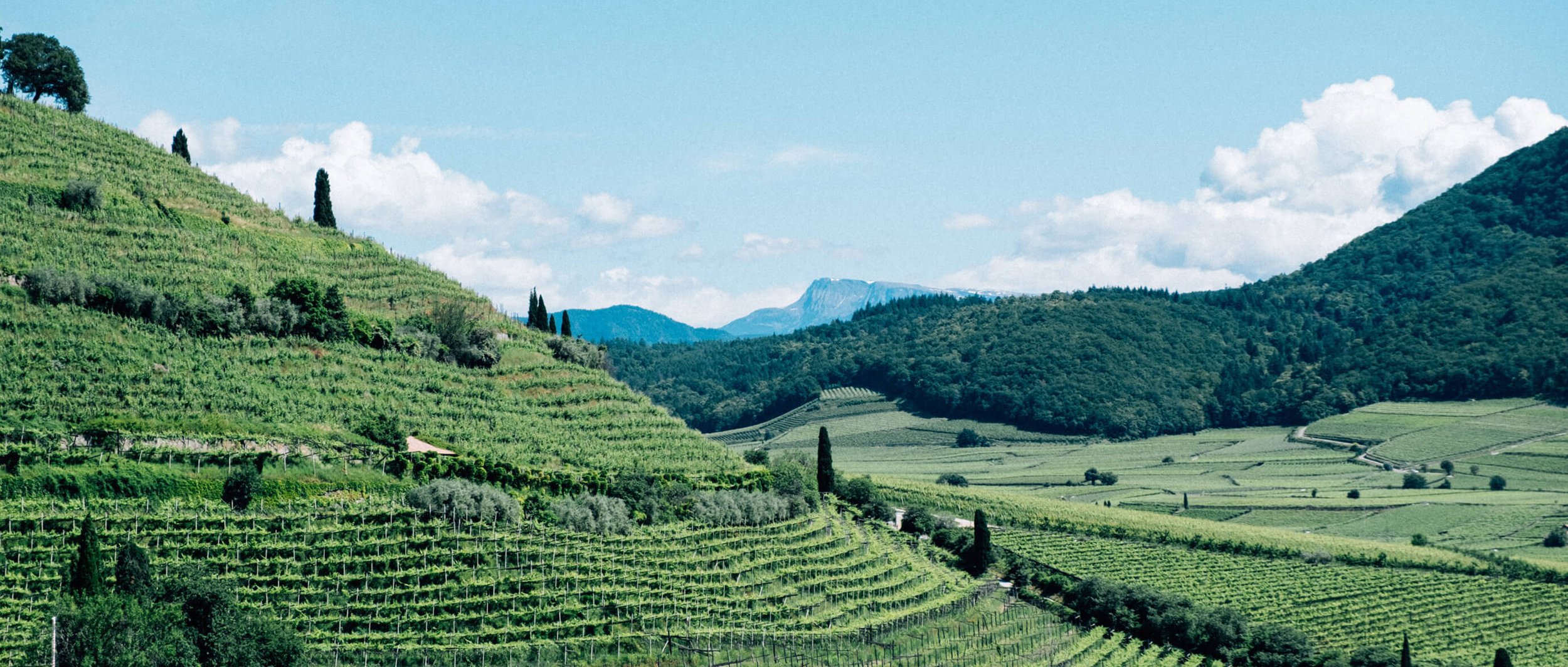 Alois Lageder: Focus on quality, sustainability &amp; biodiversity through generations.