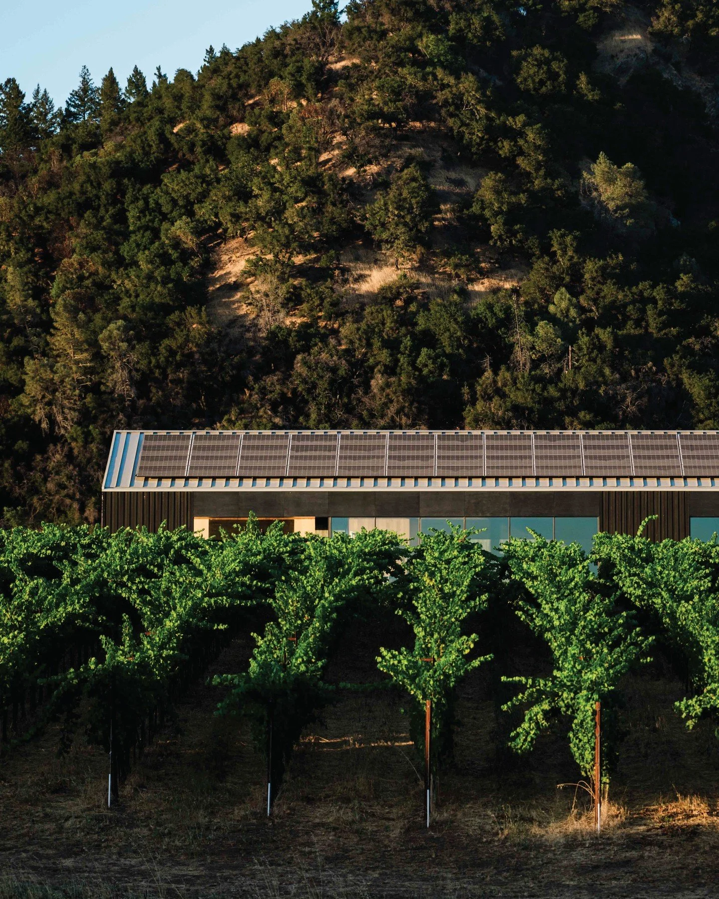 Three Ways California is Pioneering More Sustainable Wine