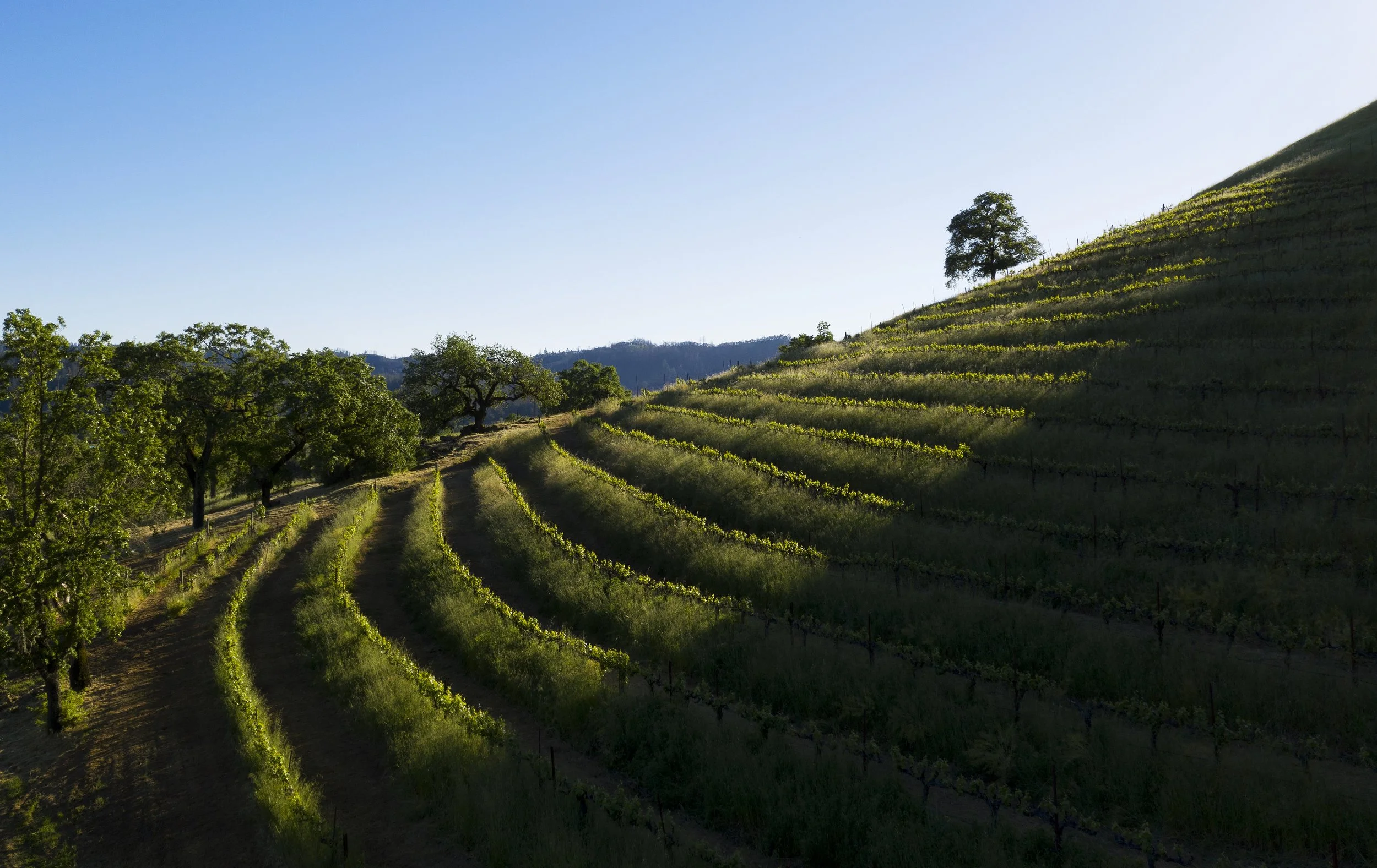DJI_0031.jpg