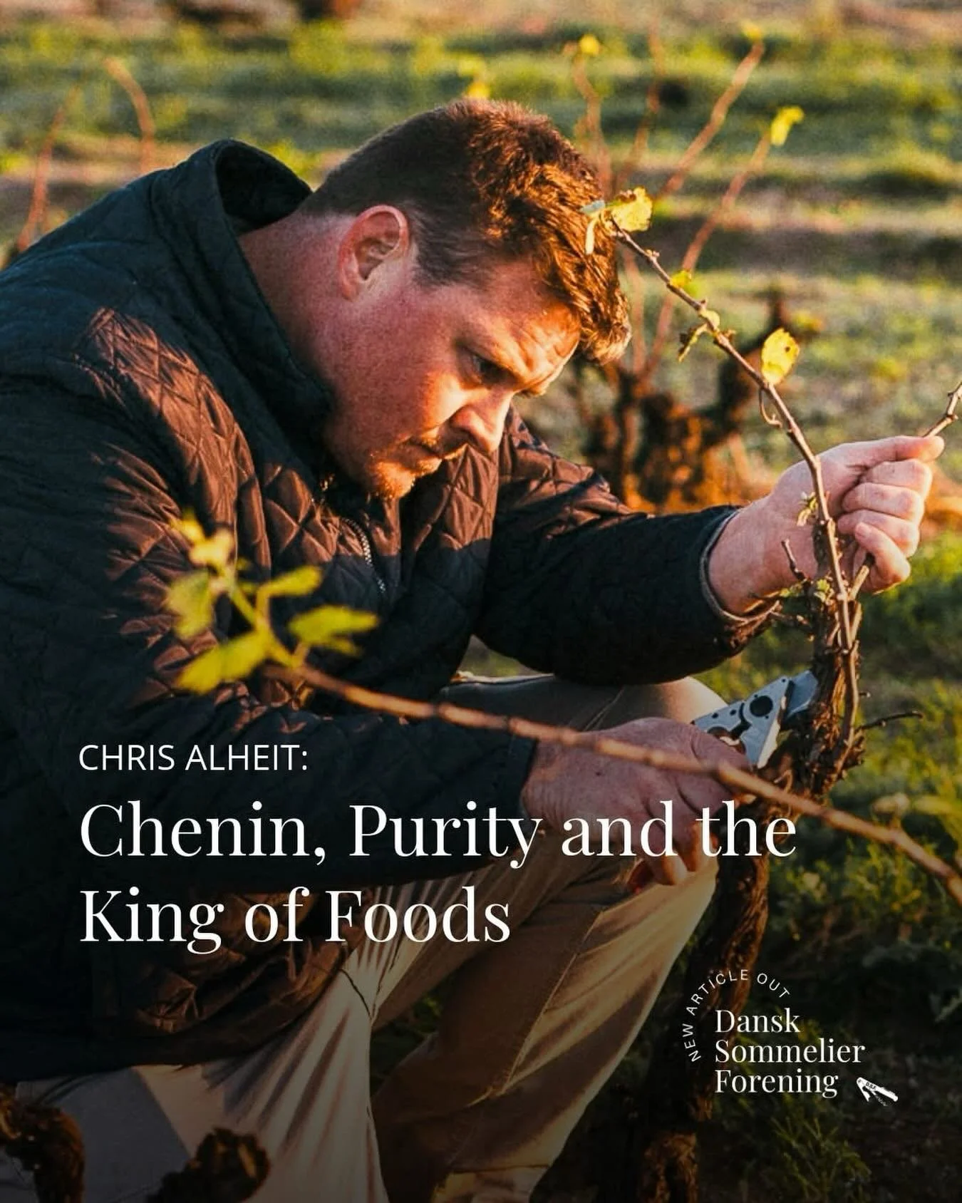 NEW ARTICLE OUT: Chenin, Purity and the King of Foods

Chris Alheit doesn&rsquo;t seek attention, doesn&rsquo;t do social media, and won&rsquo;t sell a wine he isn&rsquo;t fully confident in. He just happens to make some of the most coveted Chenin Bl