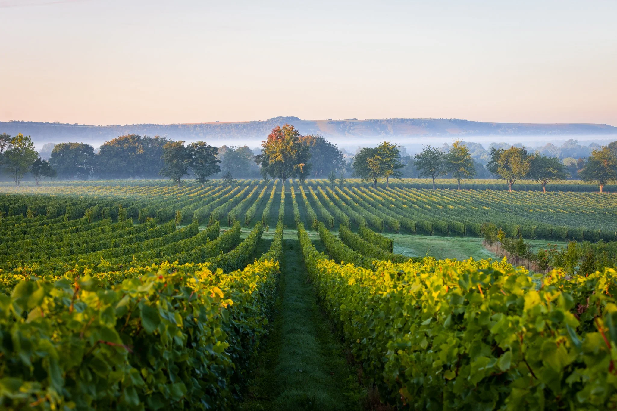 manor-vineyards-book-10.jpg