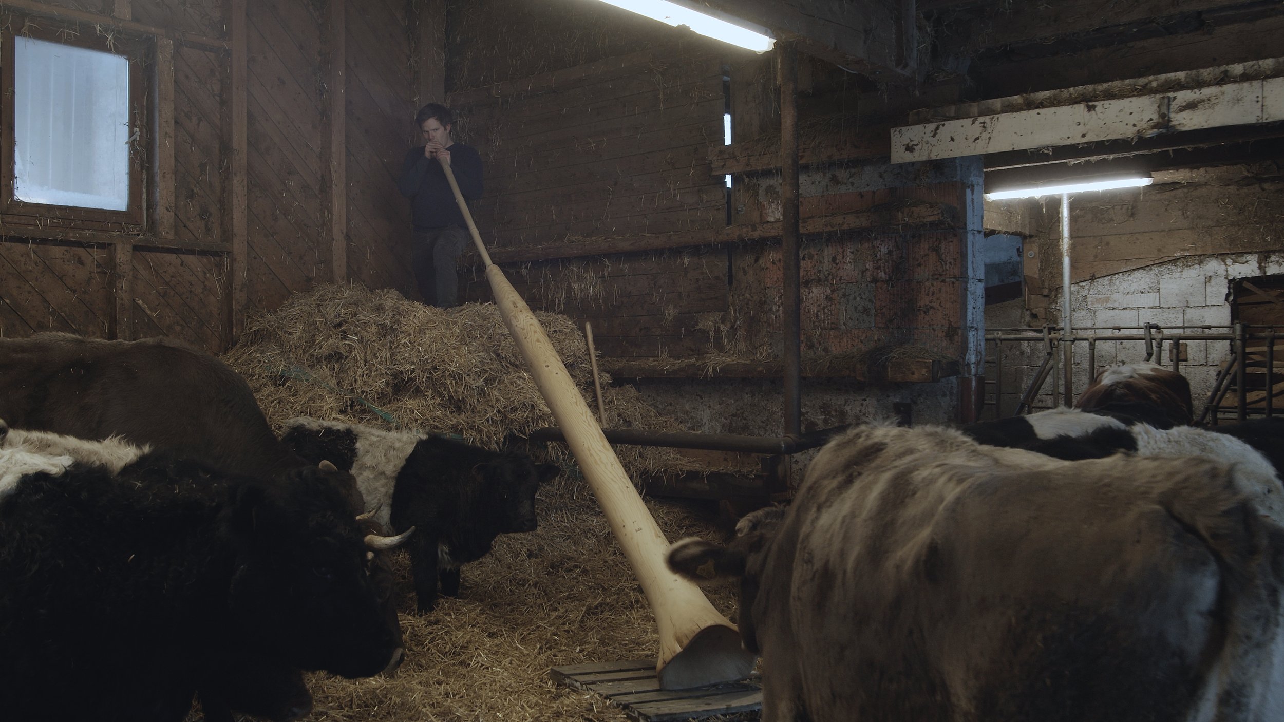 TALKING TO COWS, 2022, Videostill