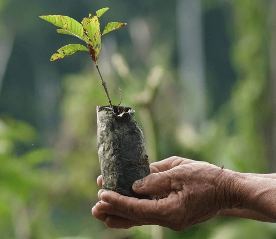 giftatree.png
