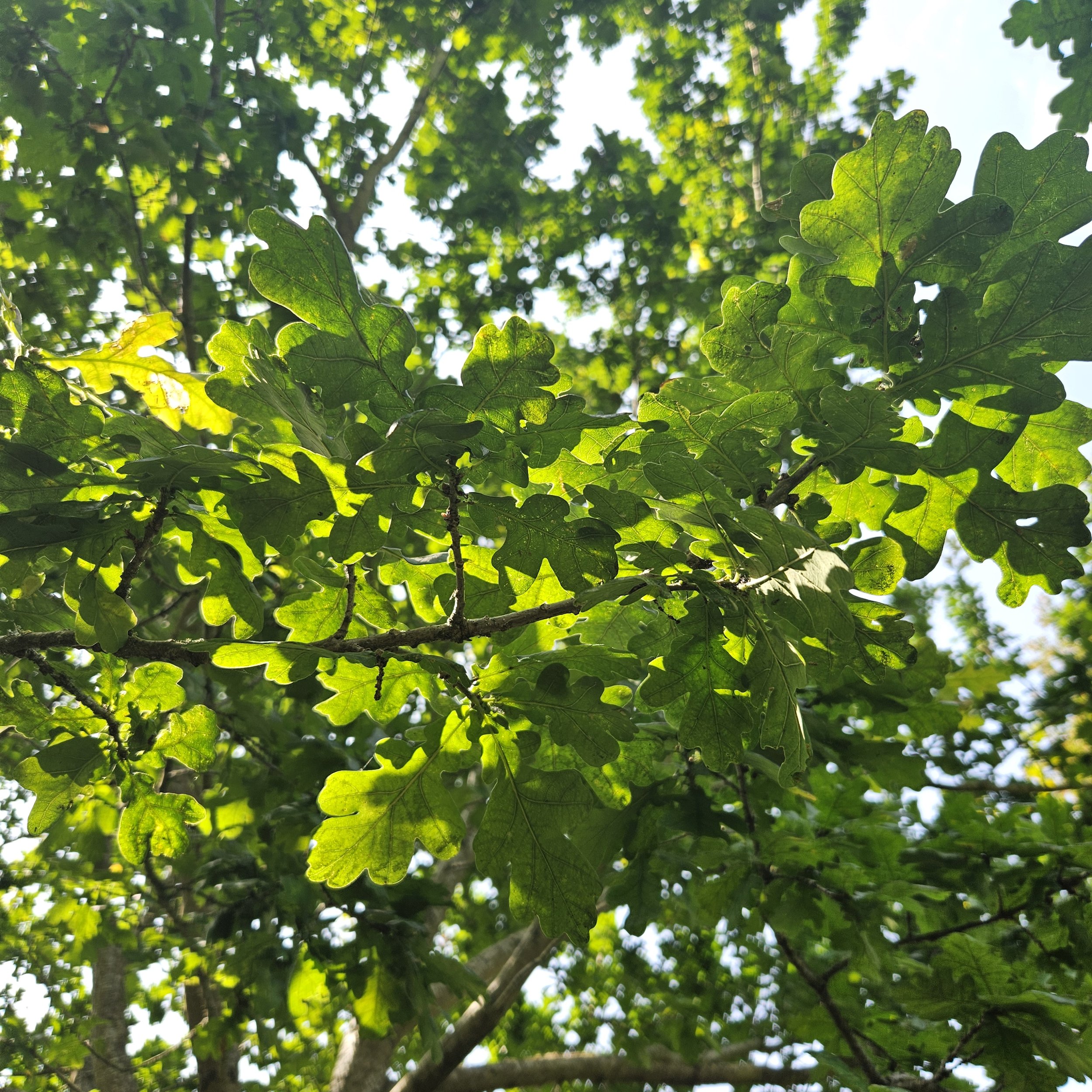 The Majestic Oak: A Pillar of Life in the UK’s Ecosystems