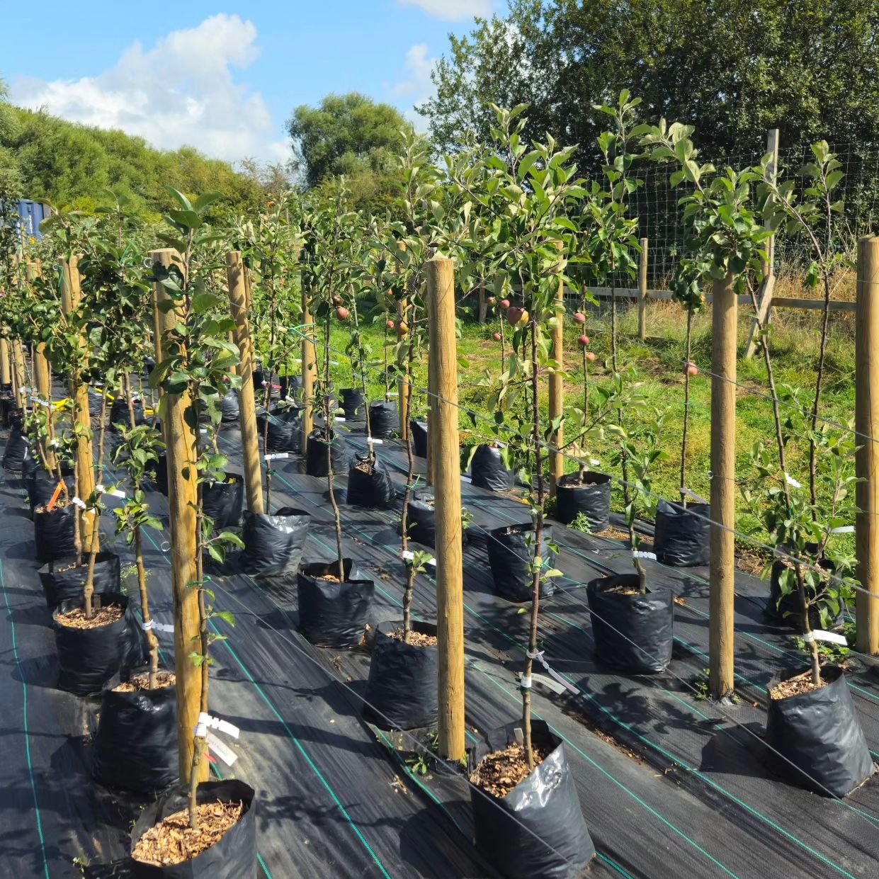 🌳 **Future Forests Tree Nursery at Bridies Farm** 🌱

At Bridies Farm, a regenerative agriculture project, the Future Forests Tree Nursery is dedicated to growing native trees and trees perfect for forest gardens. This nursery isn't just about culti