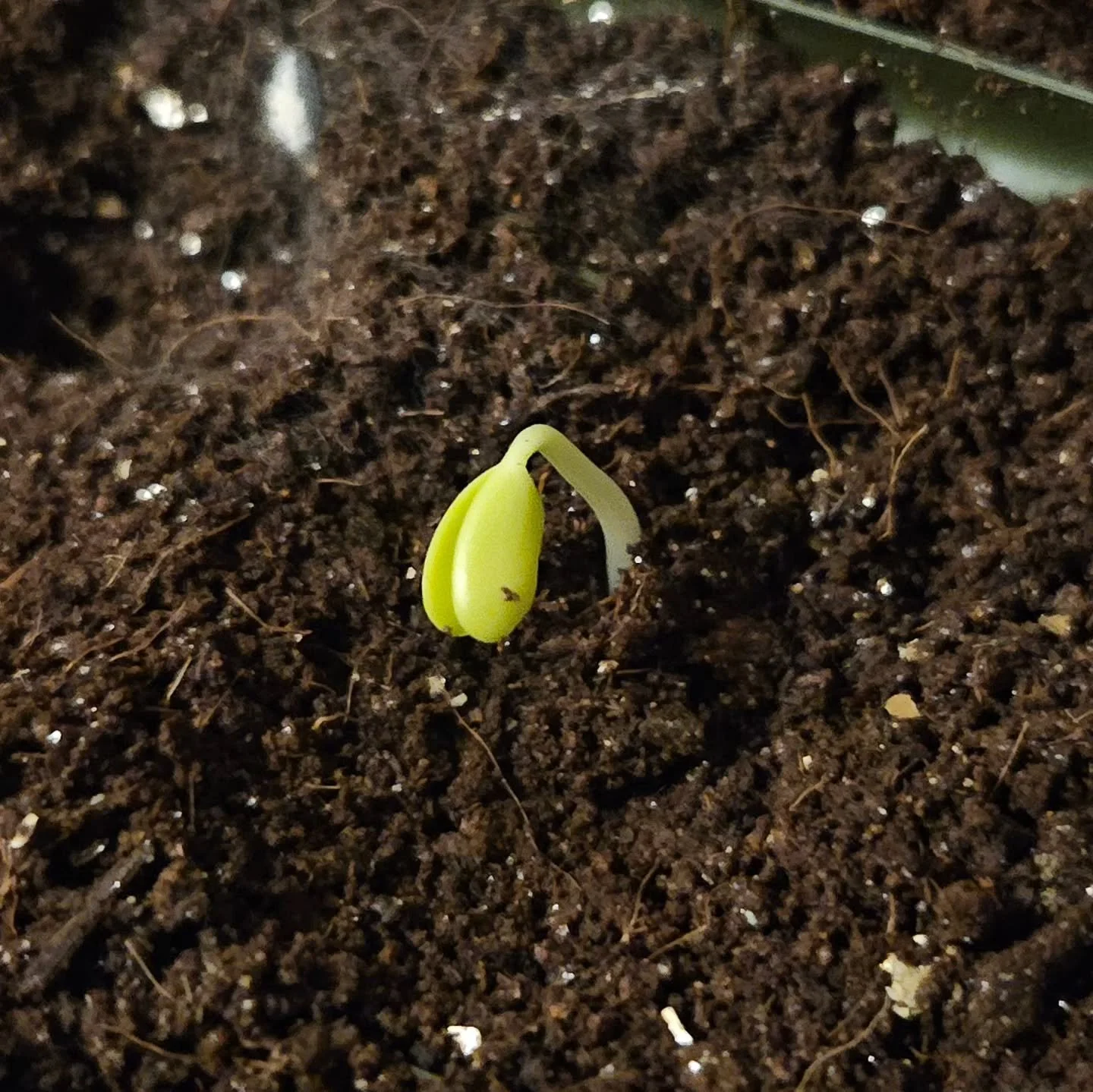 Already growing from the seeds we collected from Glastonbury Abbey earlier this year.

Black Locust (Robinia pseudoacacia) &mdash; one of the fastest-growing, nitrogen-fixing trees you can plant. Incredible for poor soils, coppicing, fence posts, fir