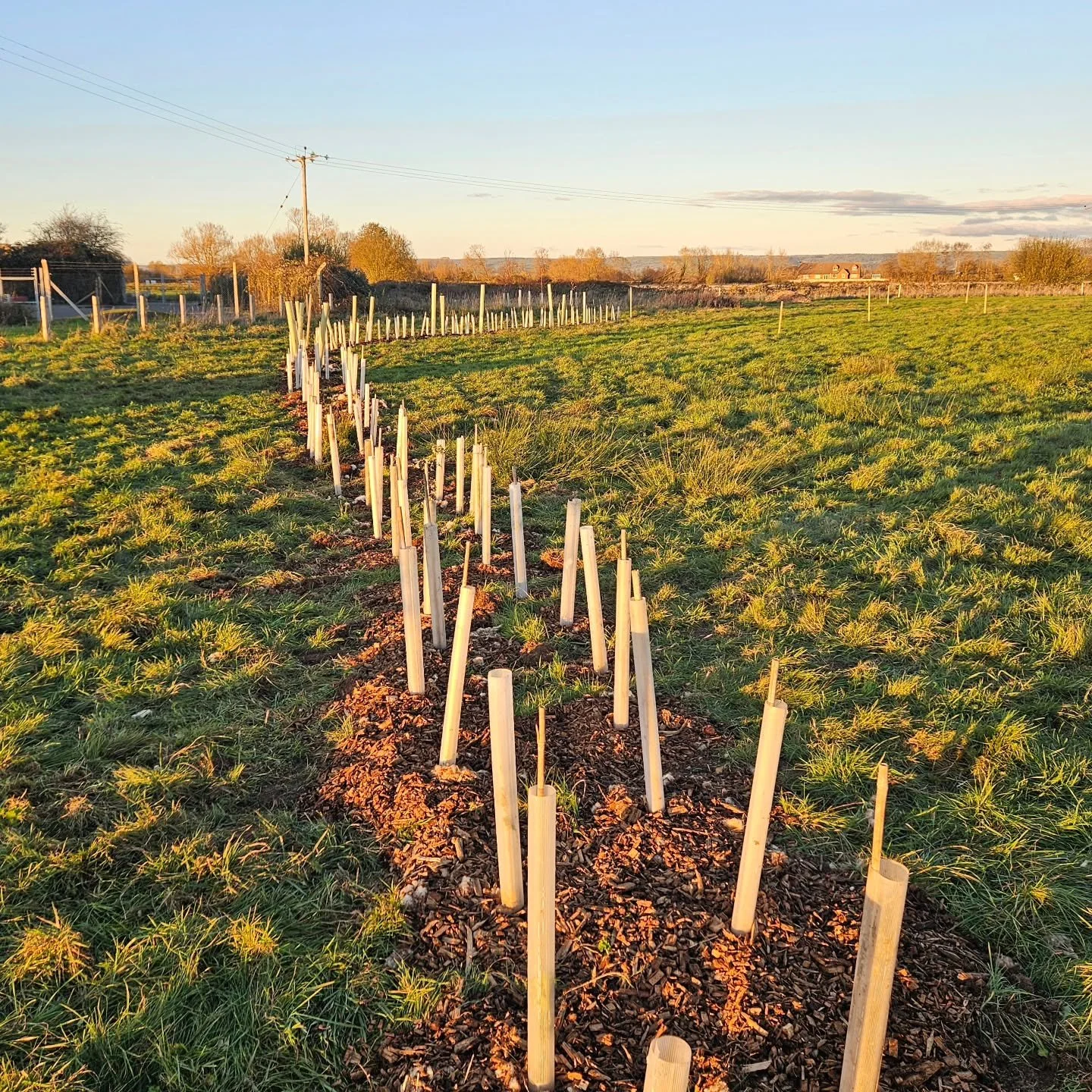 We planted over 200+ trees today with volunteers, which will make up part of the hedge around the new Forest garden