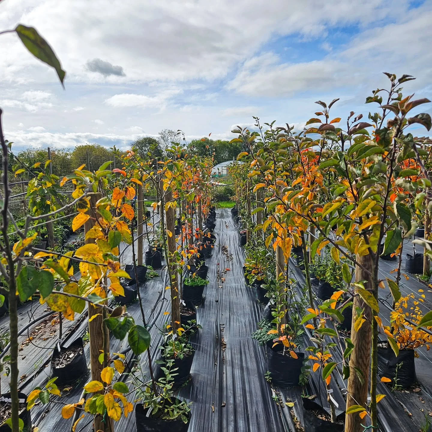 Autumnal colours looking beautiful in the tree nursery at the moment

#TreeNursery #TreePlanting #ForestGardens #FutureForests #FutureForestsProject