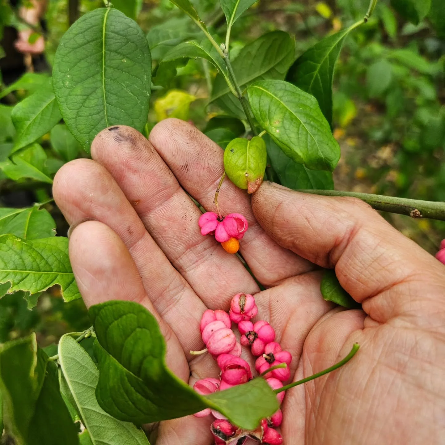 🌸 Spindle Tree (Euonymus europaeus)
A small native tree that shines brightest in autumn &mdash; bursting with pink-and-orange seed capsules that look almost too bright to be real. 🌺🧡

Spindle is more than just a beautiful sight &mdash; it plays an