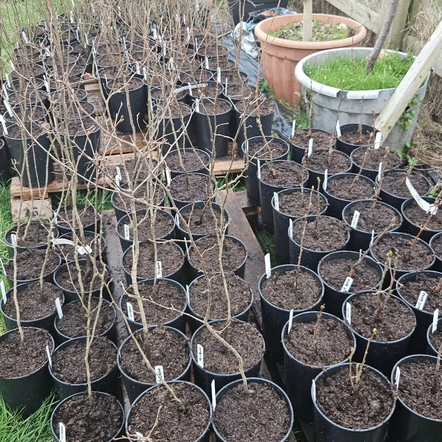 A beautiful March day spent potting up 800 trees to grow on as future planting stock.
Small trees now &mdash; future woodland, orchards and hedgerows in the making 🌳