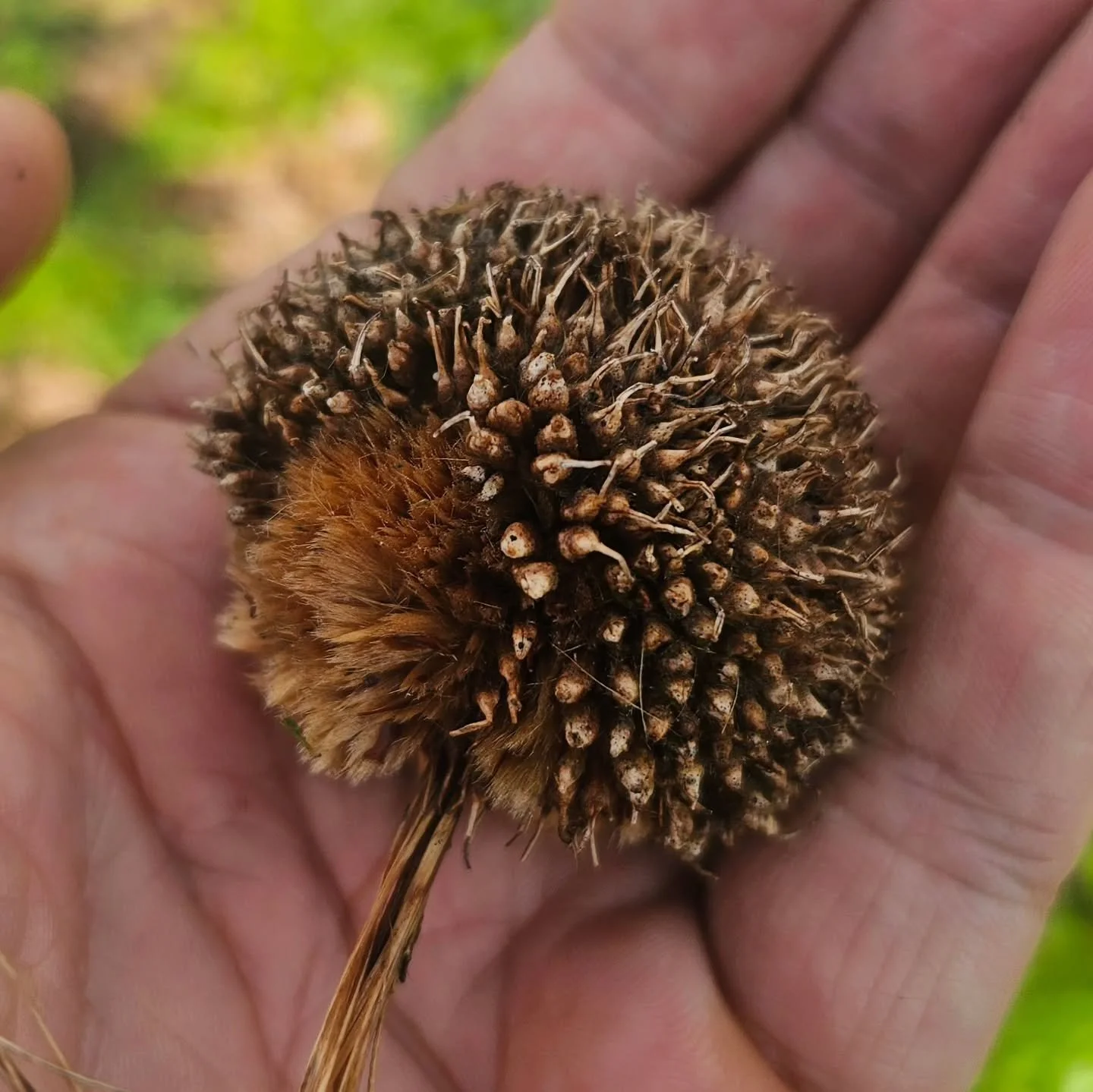 No not a baby hedgehog, a London Plane seed ball.
Platanus &times; acerifolia is a large hybrid plane tree widely planted in cities across the UK and Europe.
Key characteristics -
Height: 20&ndash;35 m (sometimes taller)
Growth: Fast-growing when you