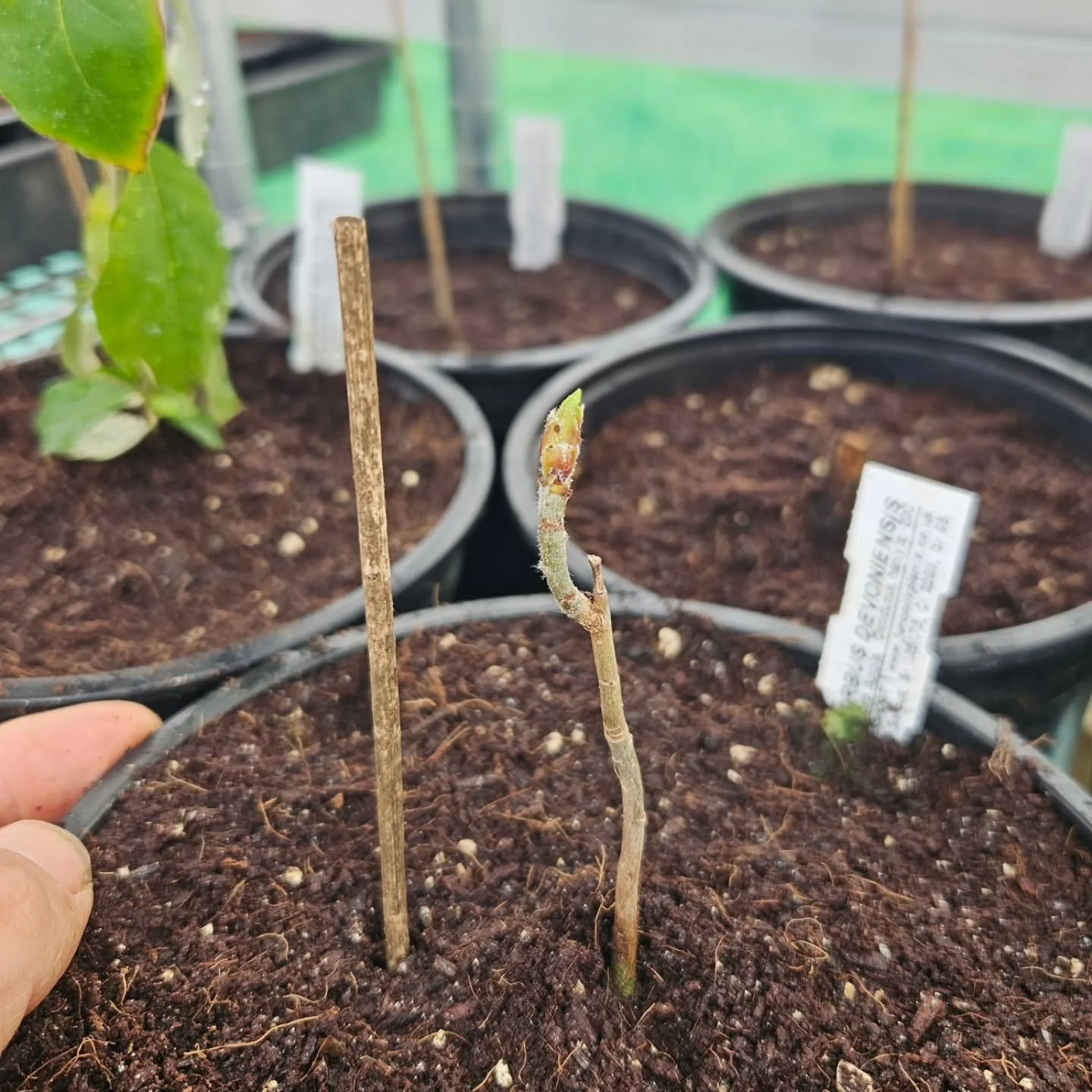 Excited for this one..
The Devon Sorb Apple (Sorbus devoniensis), also known as the Devon Whitebeam or 'Otmast', is a rare, small-to-medium deciduous tree native to South West England and Ireland. It is a natural hybrid producing edible, russet-brown