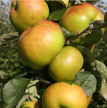 bramleysseedling.png