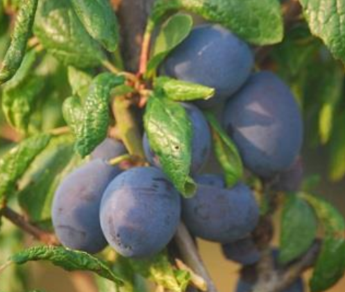aylesbury prune.png