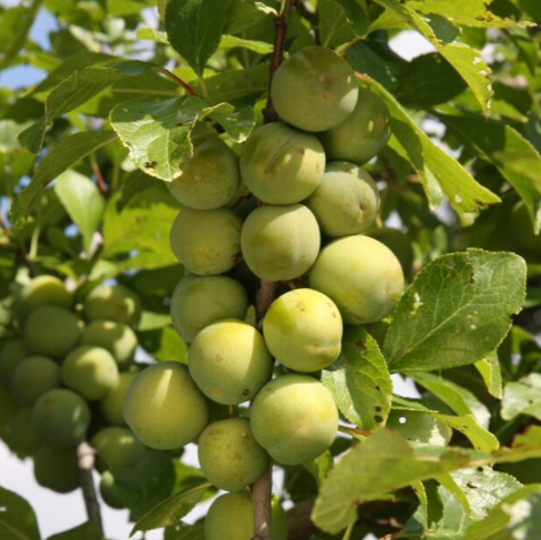 old greengage.png