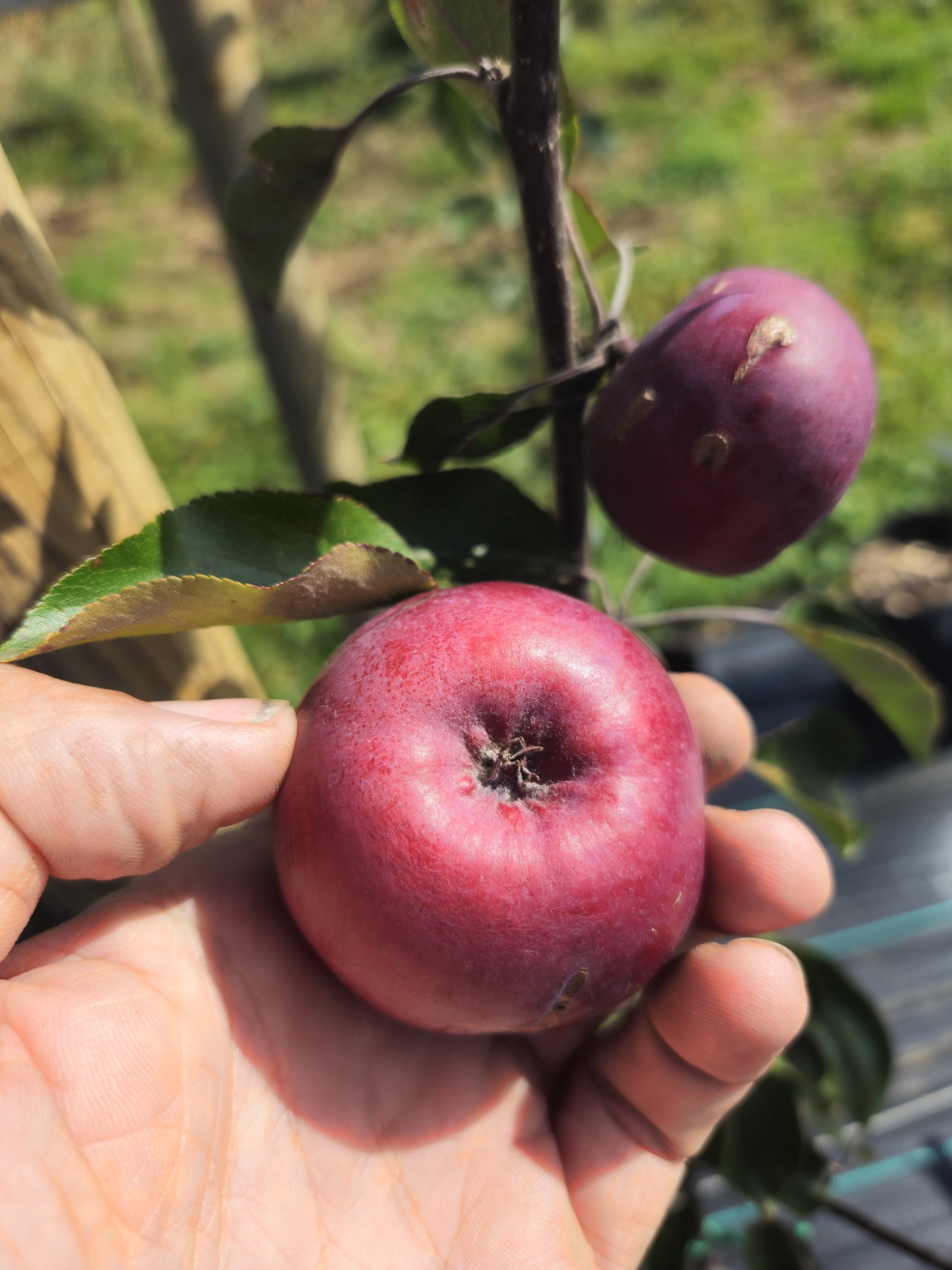 apple1.jpg