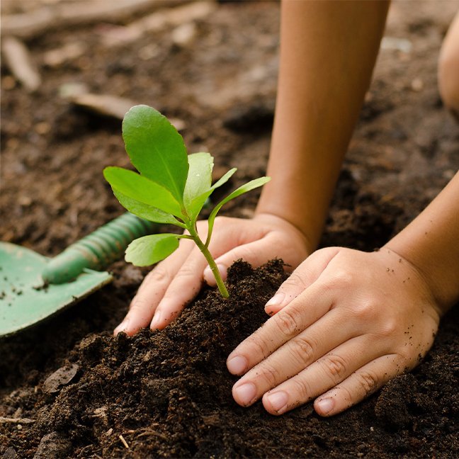treeplanting.jpg