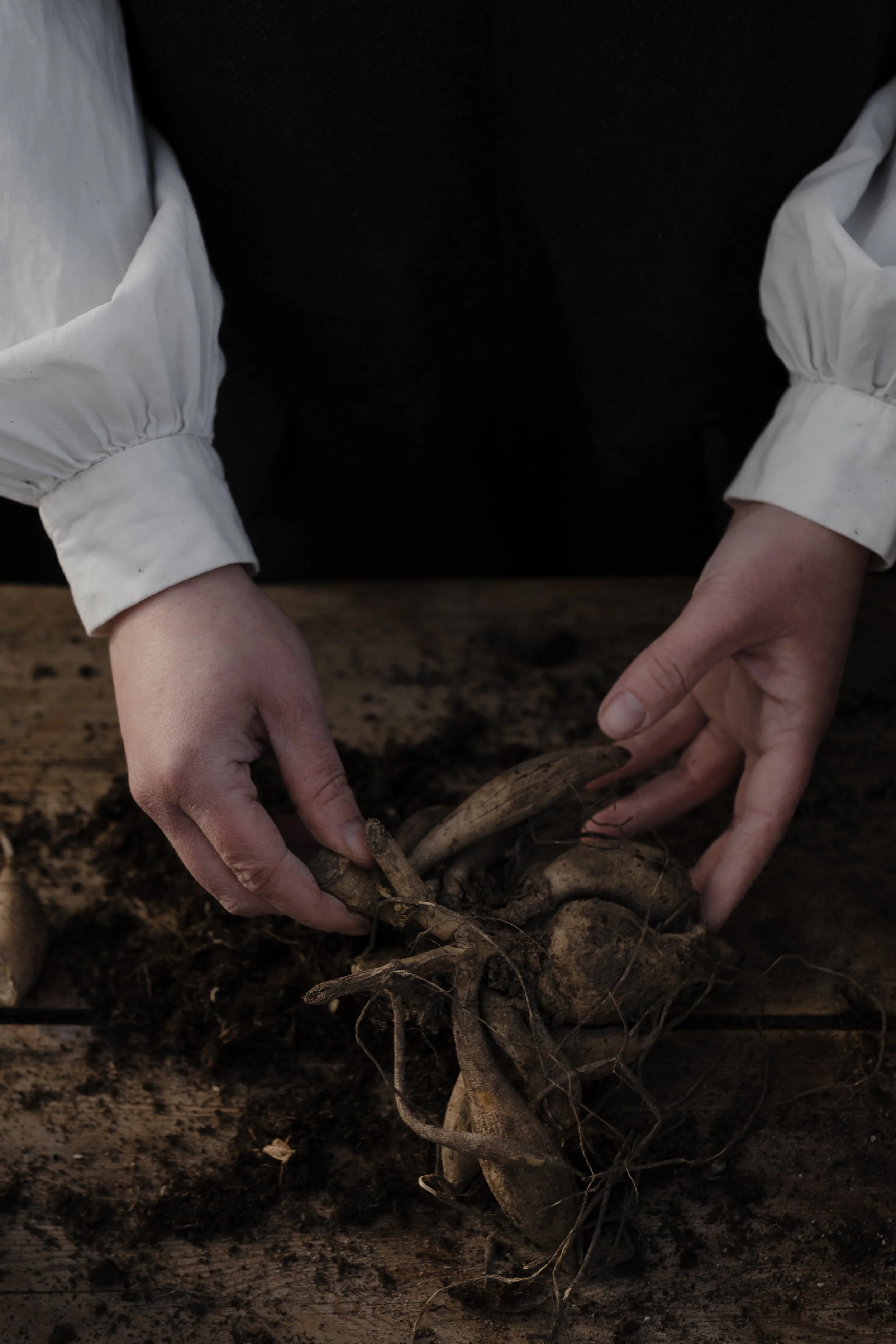 Forkultivering av dahliaknoller