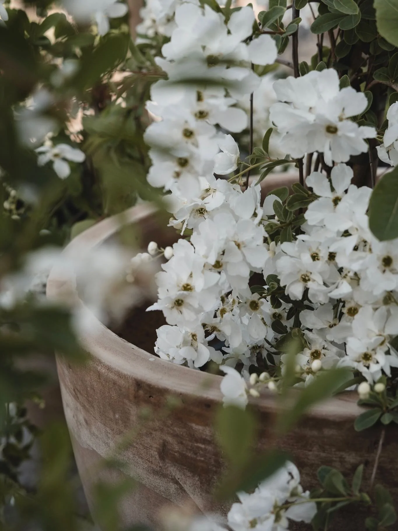 Mandag 23. mars &aring;pner vi d&oslash;rene til gartneriet🤍 Velkommen til v&aring;rstemning hos oss med egenproduserte v&aring;rblomster, fr&oslash;, knoller og mye fin hagedekor og interi&oslash;r✨