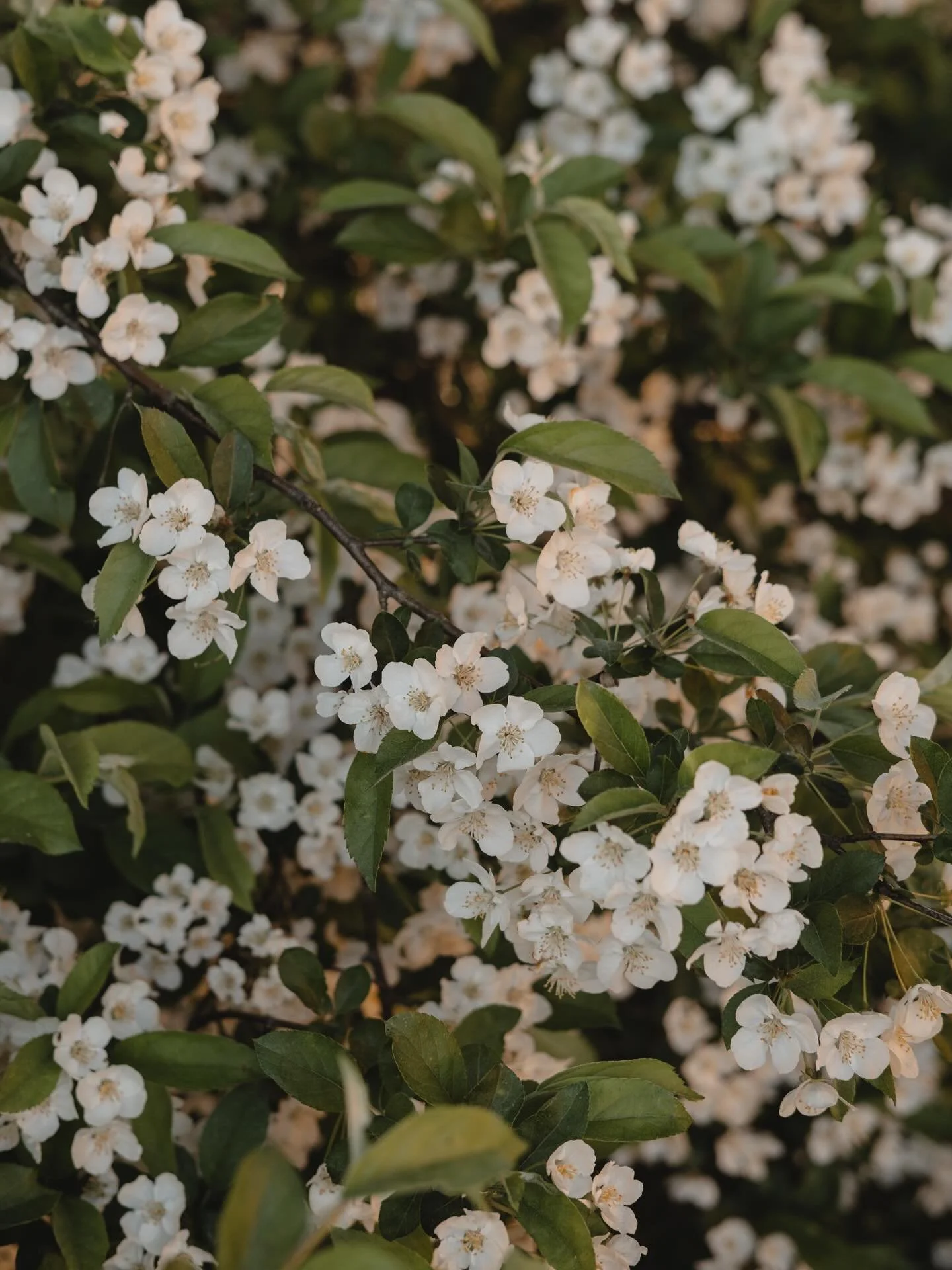 Sargenteple🤍 Den f&aring;r s&oslash;te, sm&aring; blomster p&aring; v&aring;ren. P&aring; h&oslash;sten kommer det r&oslash;de b&aelig;r. En favoritt for fuglene p&aring; grunn av b&aelig;rene og fordi den fungerer godt som skjulested.