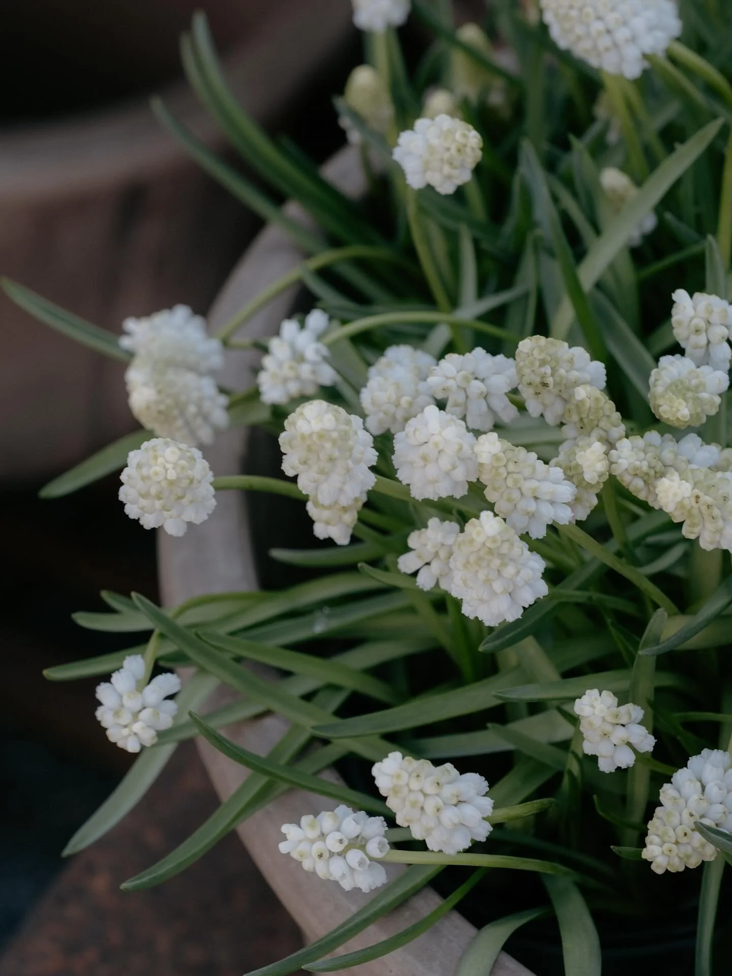 Velkommen til f&oslash;rste &aring;pningsdag i morgen fra 9-17🤍 Vi har fylt opp gartneriet med stemor, l&oslash;kblomster, fr&oslash; og dahliaknoller. Butikken er ogs&aring; full av mange fine interi&oslash;r og hagedekor-nyheter! Vi gleder oss mas