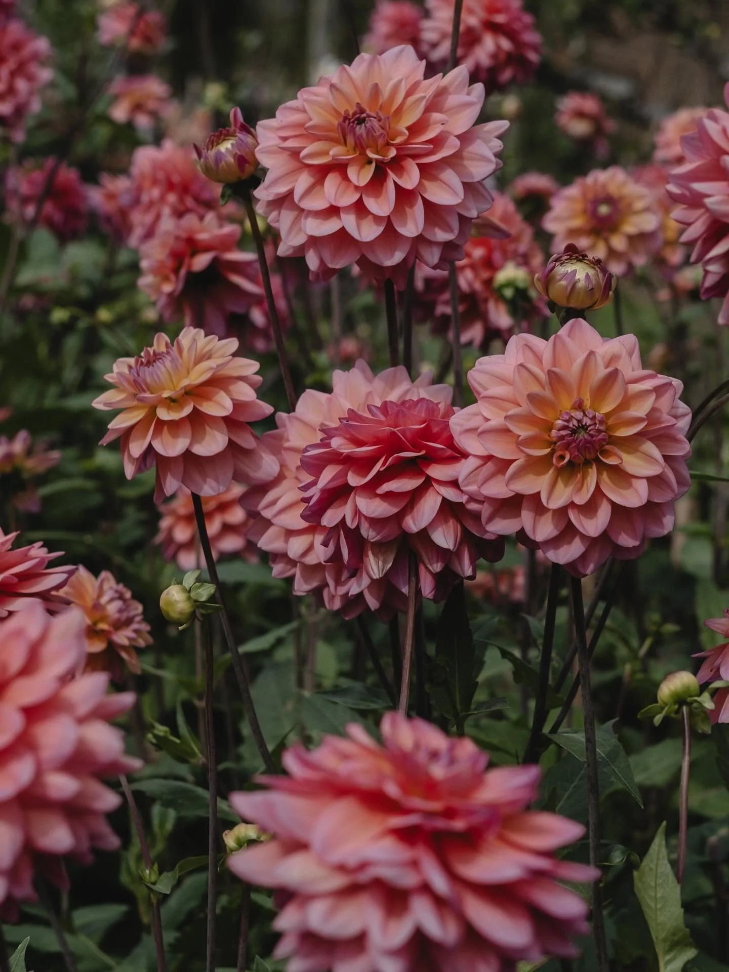 Vi har f&aring;tt inn helt fantastiske Dahlia-knoller🤍 Detter bare noen av de fine fargene!