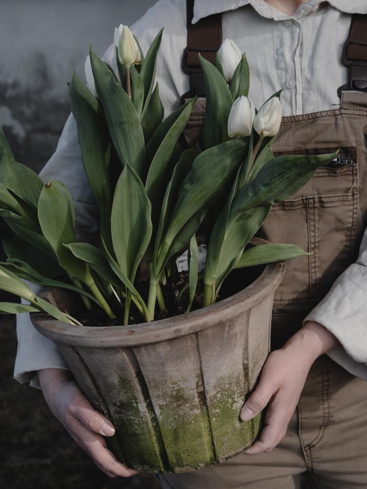 N&aring; har vi f&aring;tt inn helt nydelige tulipaner i store potter🤍 Vi har de i hvit og sort/m&oslash;rk lilla✨