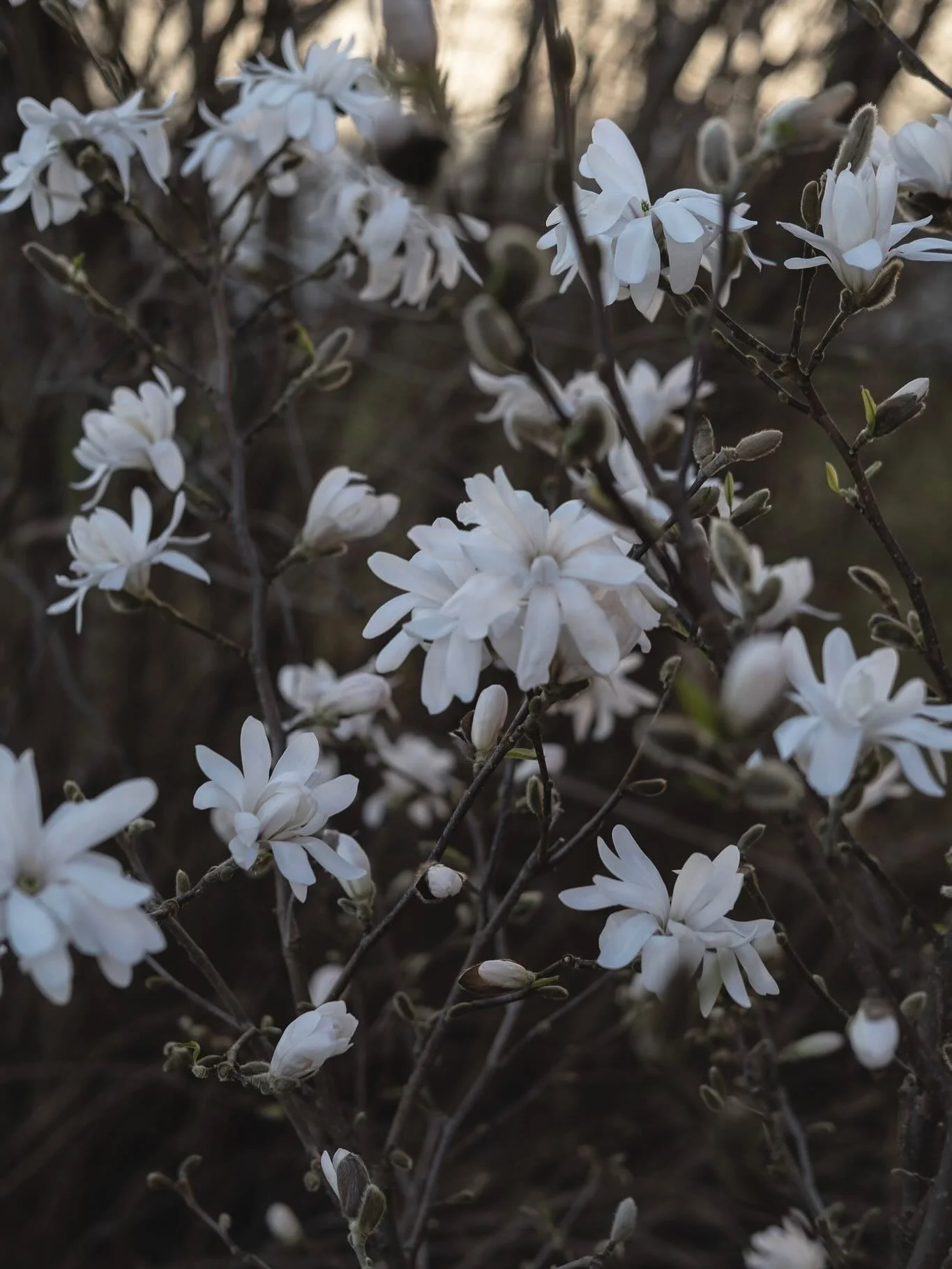 Stjernemagnolia🤍 Kan du tenke det noe vakrere p&aring; v&aring;ren enn magnolia som blomstrer p&aring; bar kvist? N&aring; har vi mange fine og store planter inne!
