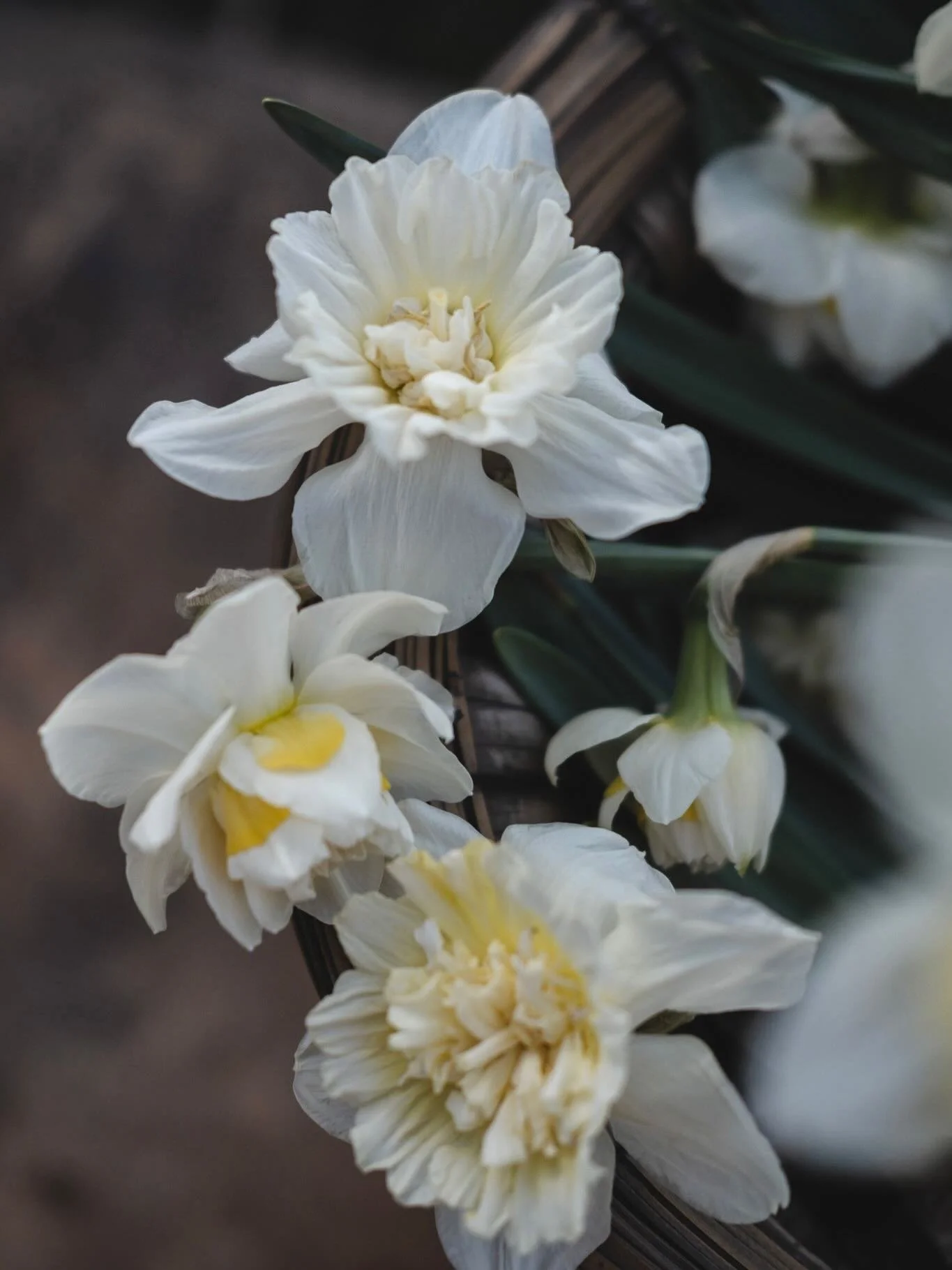 Vi har blitt s&aring; utrolig glade i Narsisser🤍 Disse nydelige v&aring;rliljene st&aring;r utrolig flott n&aring; som det fortsatt er litt kaldt. Sett dem i krukker og n&aring;r de visner kan de plantes ut i bedet s&aring; du f&aring;r glede av dem