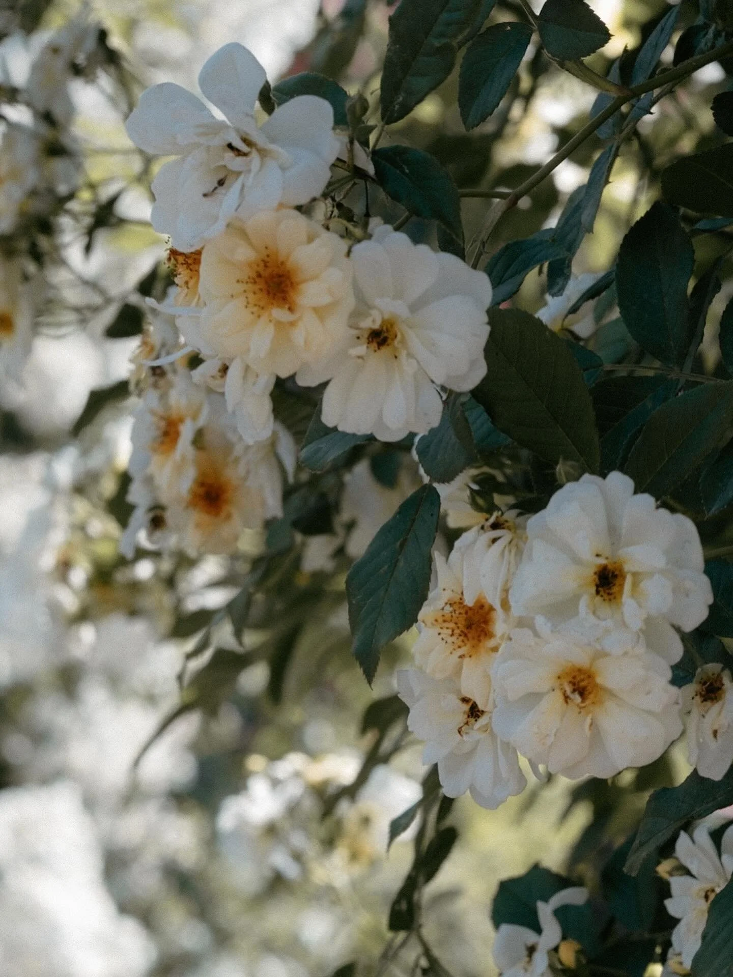 Vi &oslash;nsker &aring; informere om at vi dessverre ikke har roser lenger. Denne avgj&oslash;relsen har vi tatt fordi det er viktig for oss &aring; produsere og selge planter av h&oslash;y kvalitet. Barrotsrosene i &aring;r var dessverre ikke slik 