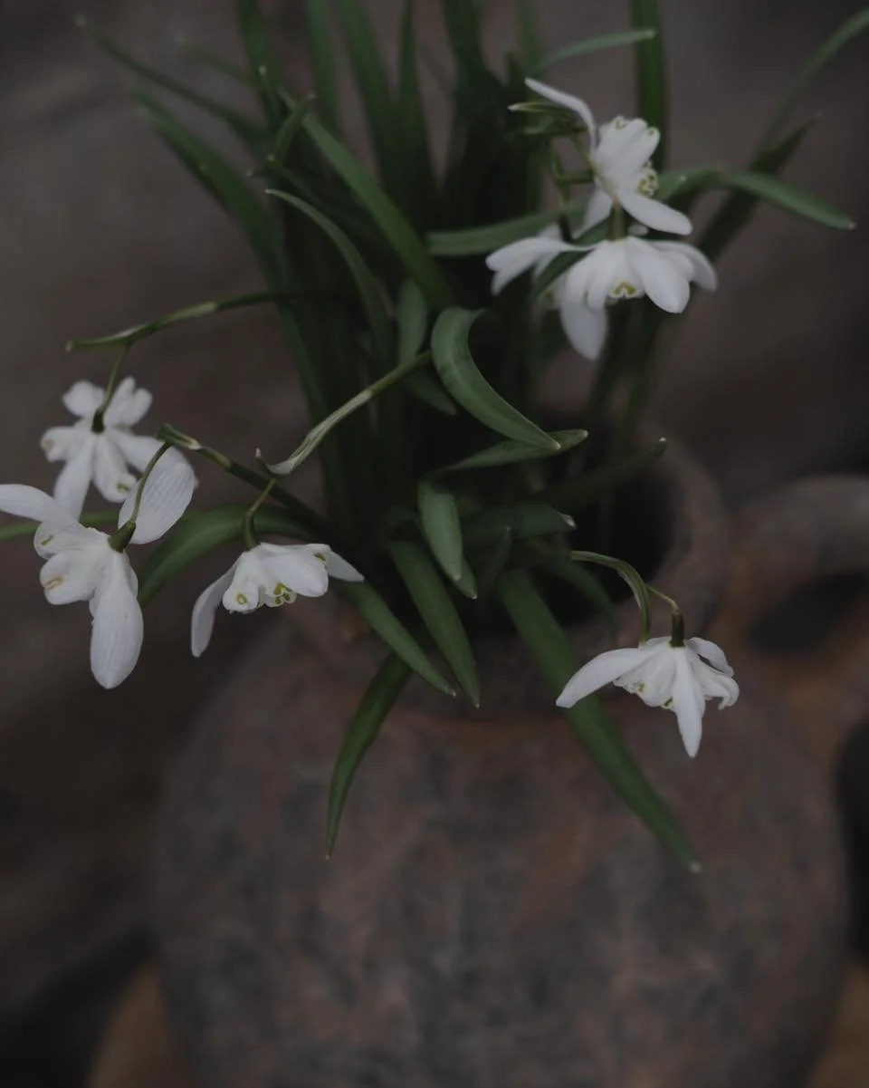 Vi har f&aring;tt inn utrolig mange lekre leirkrukker denne v&aring;ren. Her fylt med en av v&aring;rens favoritter, sn&oslash;klokkene. Vi nyter synet av dem i bedet om dagen, frem til de snart er p&aring; hell. Hva er din v&aring;rfavoritt i bed el