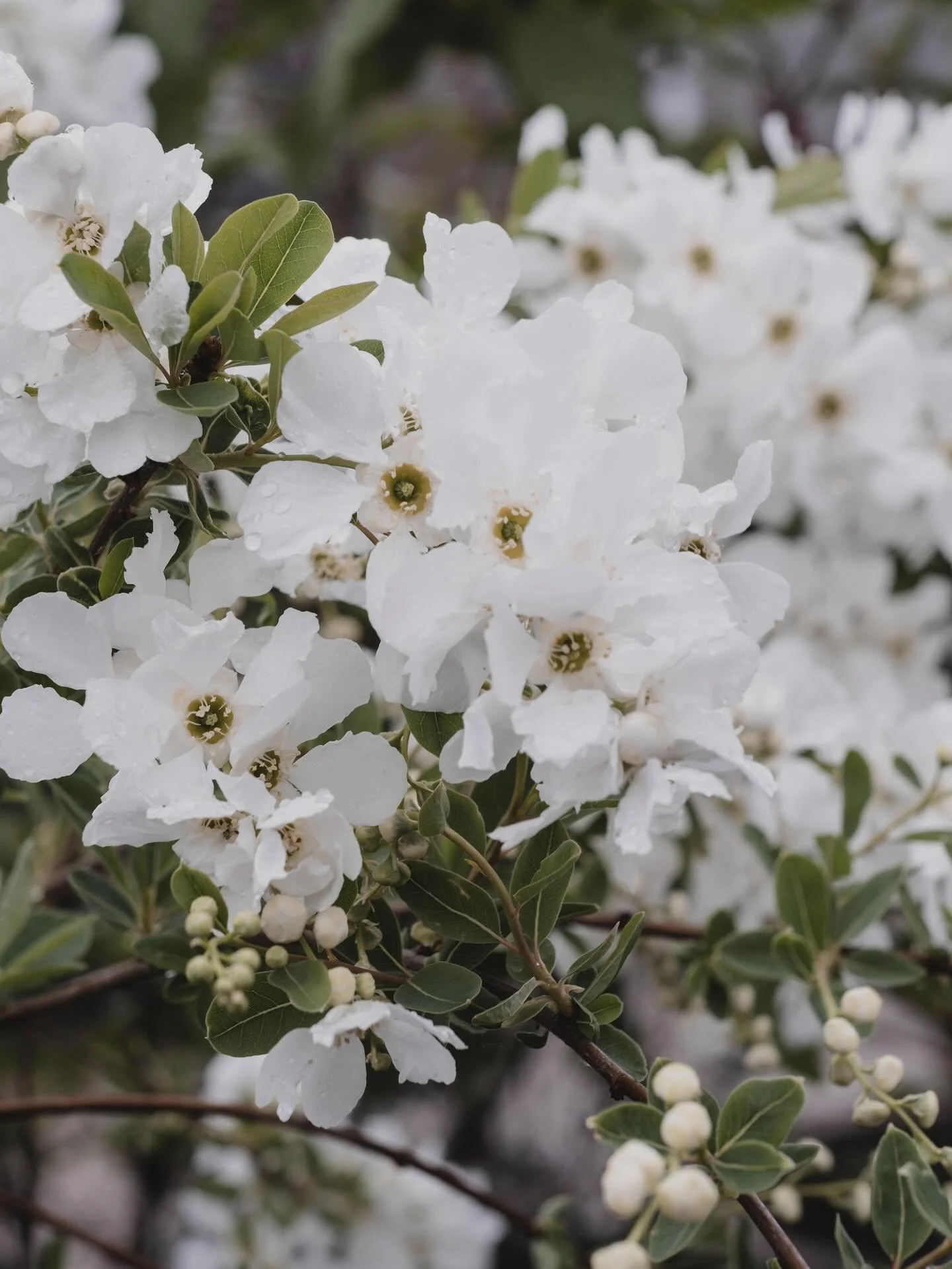 N&aring; er det tid for &aring; plante busker og tr&aelig;r🤍 Vi har utrolig mye fint✨