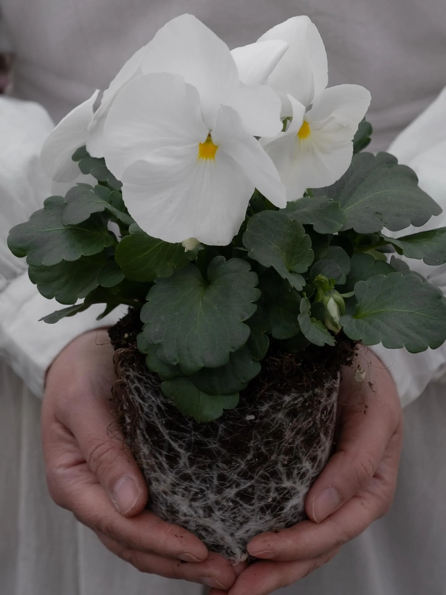 N&aring; har endelig de storblomstrede, hvite stemorene begynt &aring; f&aring; blomster🤍 Dette er en av v&aring;re store v&aring;rfavoritter og det har det nok blitt for mange av dere ogs&aring;✨ Allerede fra sesongstart har disse vakringene blitt 