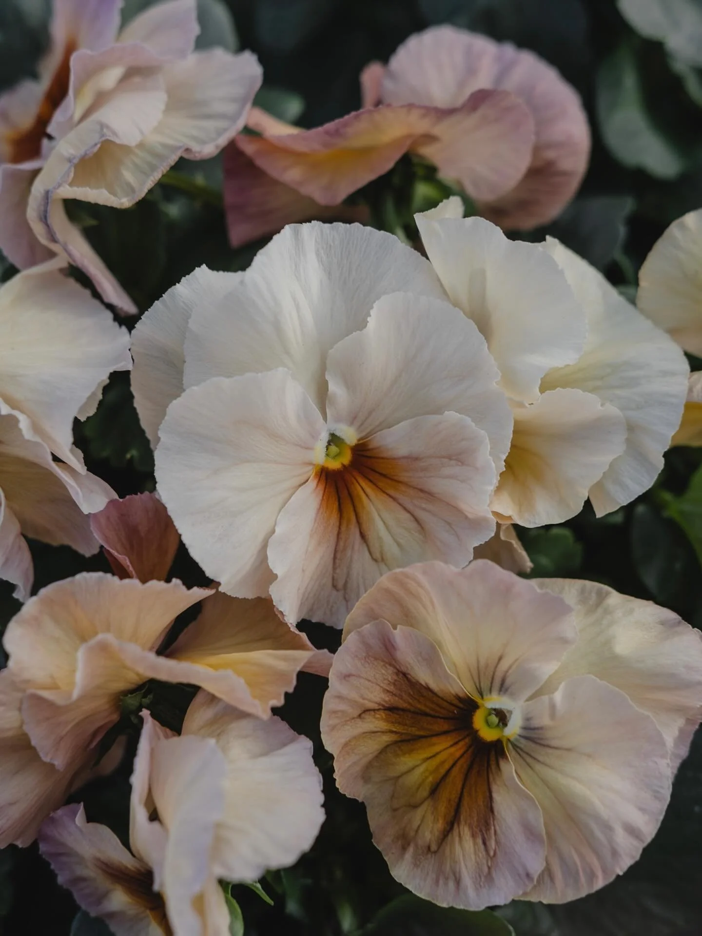 Endelig! I &aring;r har vi laget nydelige ferskenfargede stemor🤍 N&aring; er de klare og vi setter de ut i dag🫶🏻 Velkommen til oss fra 9-19✨