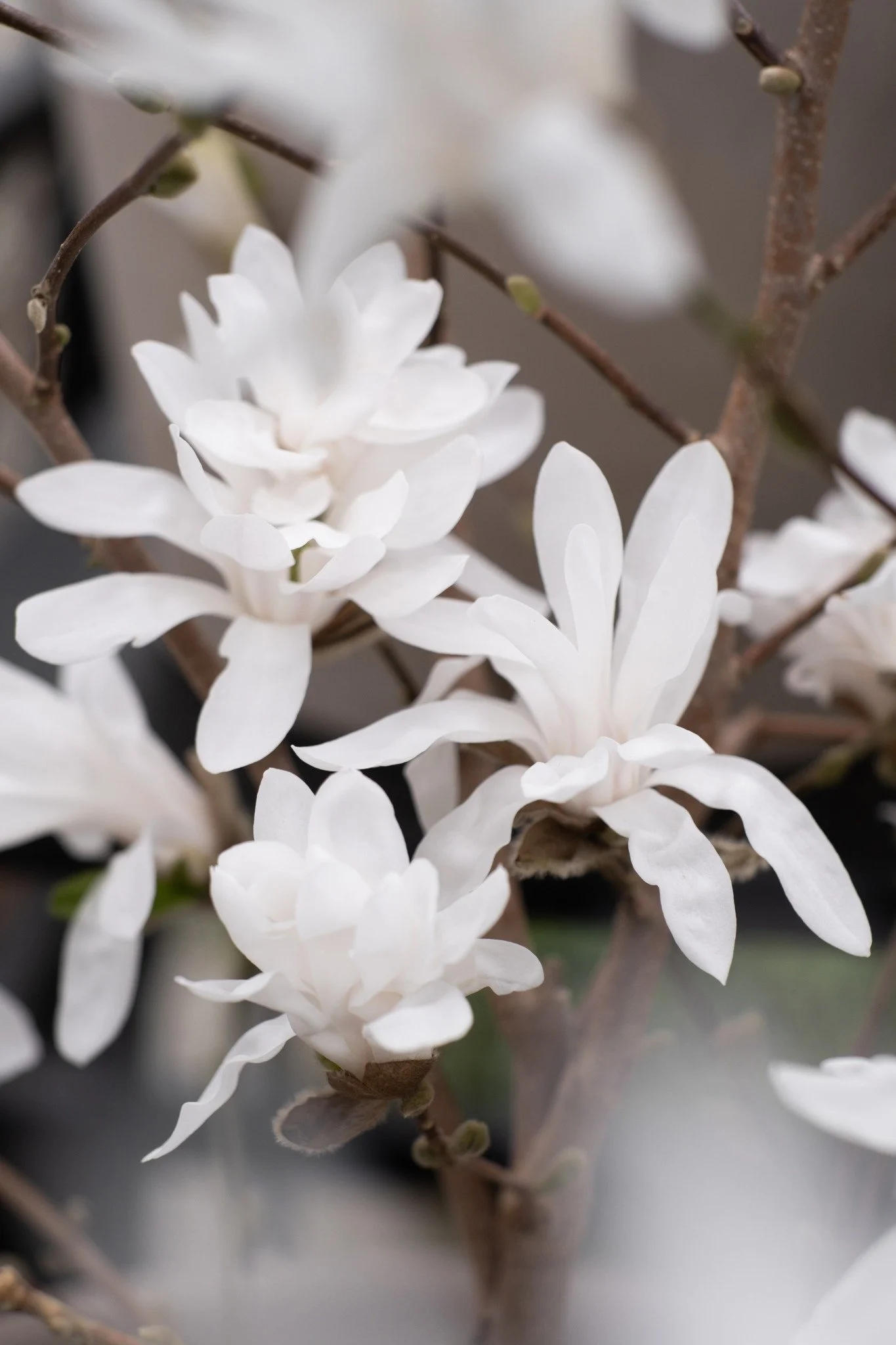 Velkommen til hagedag i morgen l&oslash;rdag!🖤
Vi har mange vakre planter p&aring; plass og nyheter &aring; vise frem i butikken og gartneriet. 
Kl. 12.00 Omvisning i drivhuset - Vi viser frem &aring;rets sommerblomstsortiment. 
Kl. 13.00 Hageprat u