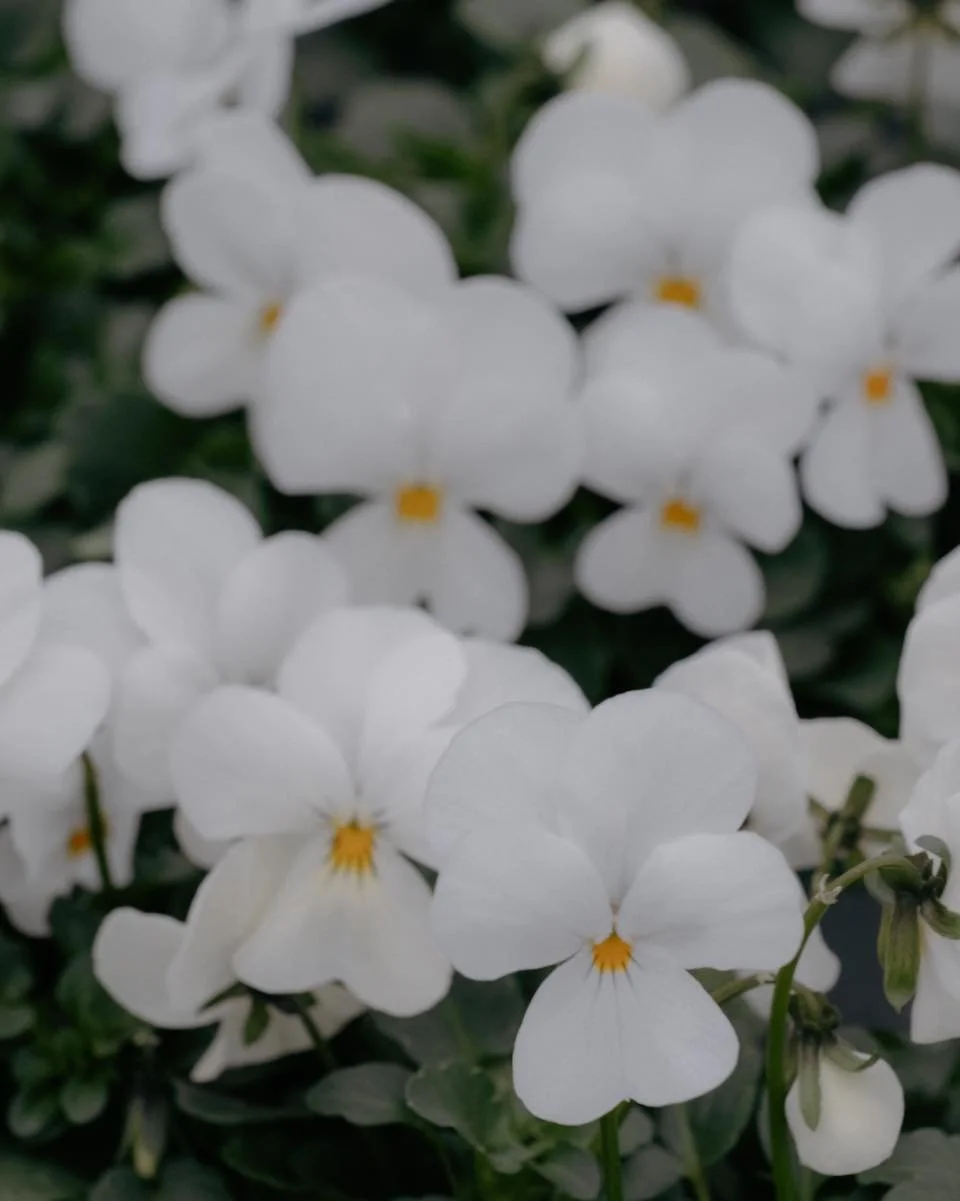 Stemorsblomstene fyker ut og snart har vi ikke mer &aring; fylle p&aring;! Visste du at du fint kan ha glede av stemorsblomstene ogs&aring; hele sommeren? Klipp de godt tilbake etter v&aring;rens f&oslash;rsteflor og sett de p&aring; en plass i morge