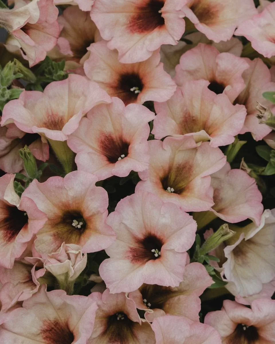 Petunia Mango Punch, fargen p&aring; denne er bare helt nydelig! Skifter litt gjennom blomstring og blir dusere etterhvert som blomsten bretter seg ut.