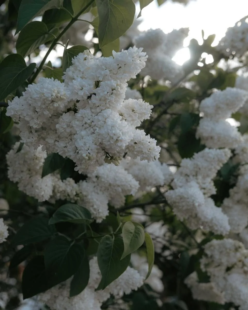S&aring; er vi endelig i mai og det n&aelig;rmer seg syrinblomstring. Som det gledes! Finnes nesten ikke noe vakrere, og med den herligste duften av sommeren som n&aelig;rmer seg🌸 Vi holder &aring;pent i dag 1. mai fra 12-16, velkommen innom🤍