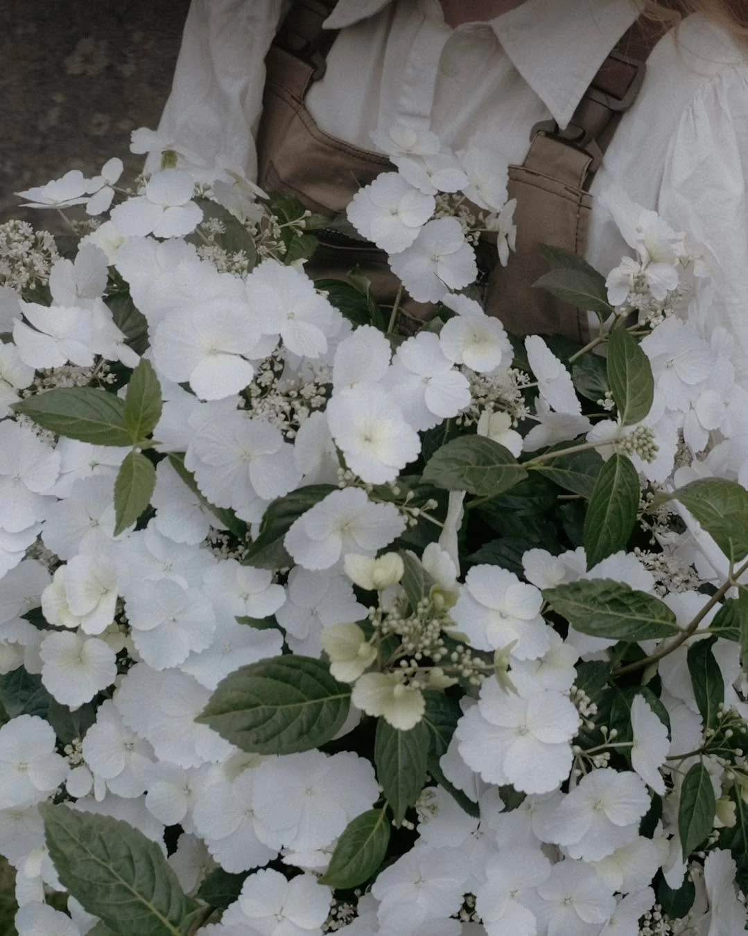 Hydrangea Runaway Bride, har du sett noe vakrere? Trives i sol eller halvskygge i n&aelig;ringsrik og veldrenert jord. Nydelige hvite blomster som sitter oppover greinene.