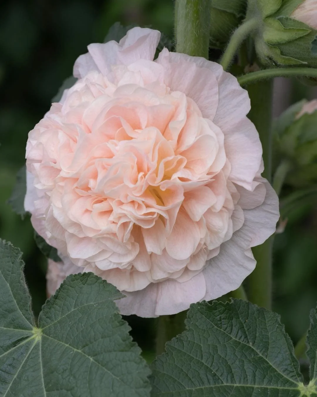 N&aring; er stokkrosene satt ut😍 Blomstrer i disse skj&oslash;nne fargene om ikke s&aring; altfor lenge. Vi fyller p&aring; nyheter ukentlig etterhvert som det blir ferdig. Velkommen til oss 9-19 i dag🌸