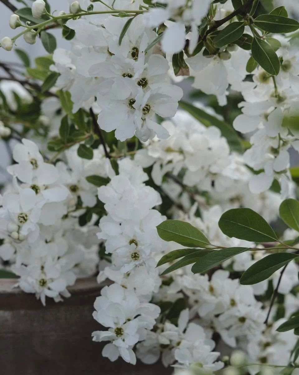Perlebusk - Exochorda &lsquo;The Bride&rsquo;. Nydelig prydbusk med store, sn&oslash;hvite blomster i mai/juni. Hengende vekst med lystgr&oslash;nt bladverk. Trives i sol&ndash;halvskygge og veldrenert jord. Vi syns den er p&aring; sitt aller vakrest