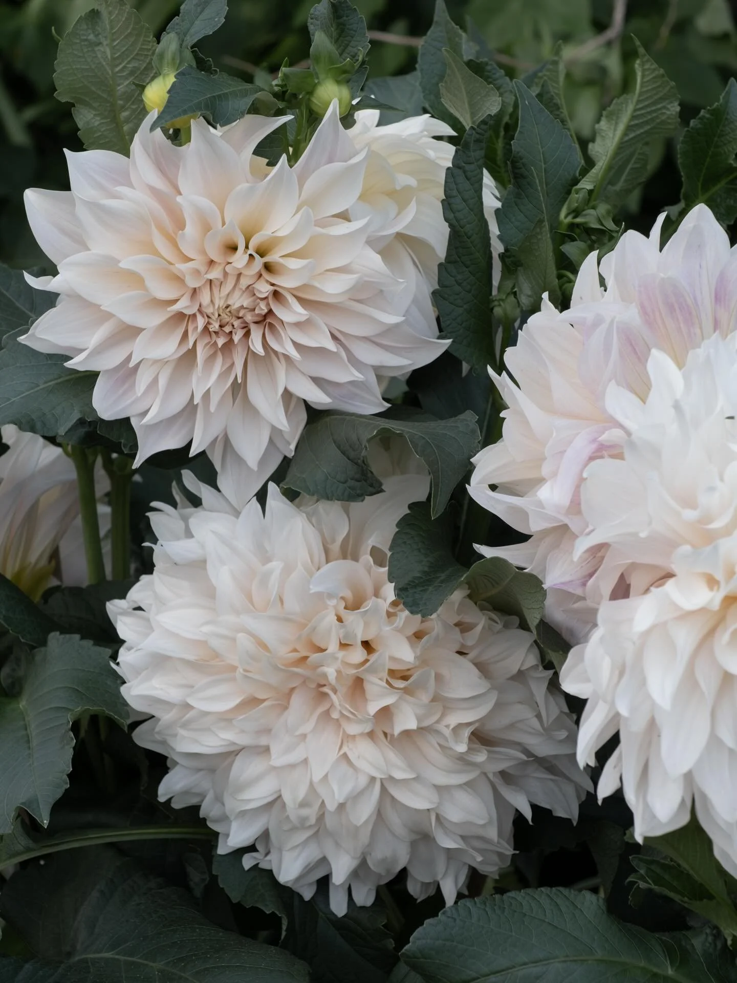 Caffe Latte Dahlia flyr ut om dagen🤍 Vi setter n&aring; ut plantene i det siste partiet v&aring;rt, s&aring; hvis du vil sikre deg en av disse skj&oslash;nnhetene er det siste mulighet i &aring;r✨ Vi har utrolig mange andre vakre Dahlia ogs&aring;, 