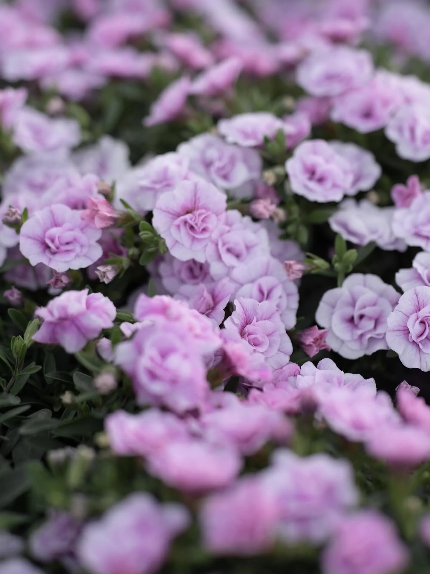 Vi har &aring;pent hele pinsen🤍 Fra 9-16 p&aring; l&oslash;rdag og 12-16 p&aring; s&oslash;ndag og mandag. Vi har fylt p&aring; med masse sommerblomster og stauder. Butikken er fylt med flotte krukker, interi&oslash;r og duftlys. Ute er det fresht m