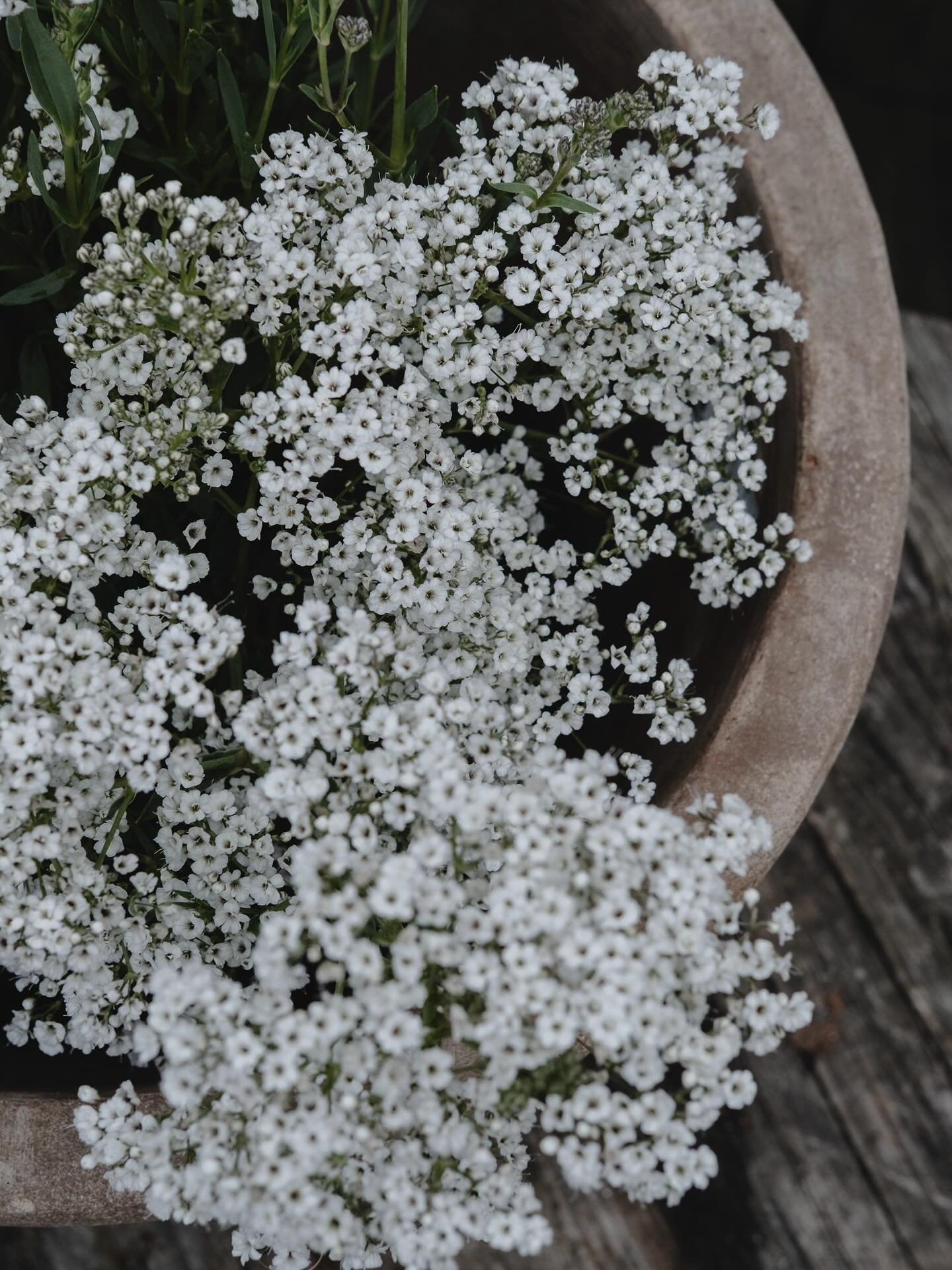 N&aring; har vi begynt &aring; sette ut Brudesl&oslash;r planter i knupp fra produksjonen🤍