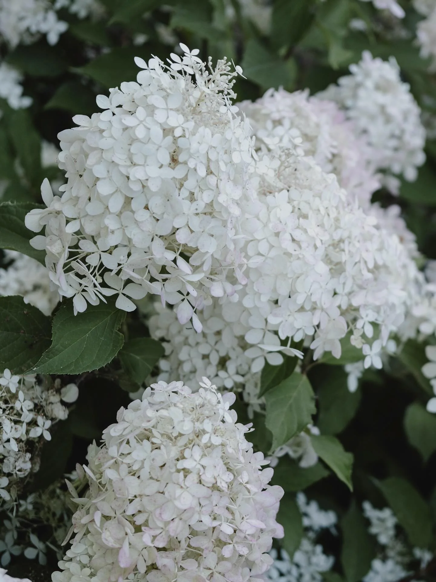 Syrinhortensia 'Phantom'🤍 Dette er en av v&aring;re favoritter med sine enorme blomster som f&oslash;rst er hvite og deretter utvikler seg til rosa. Den blomstrer fra juli til september. Fordi den blomstrer p&aring; &aring;rsskudd t&aring;ler den ha